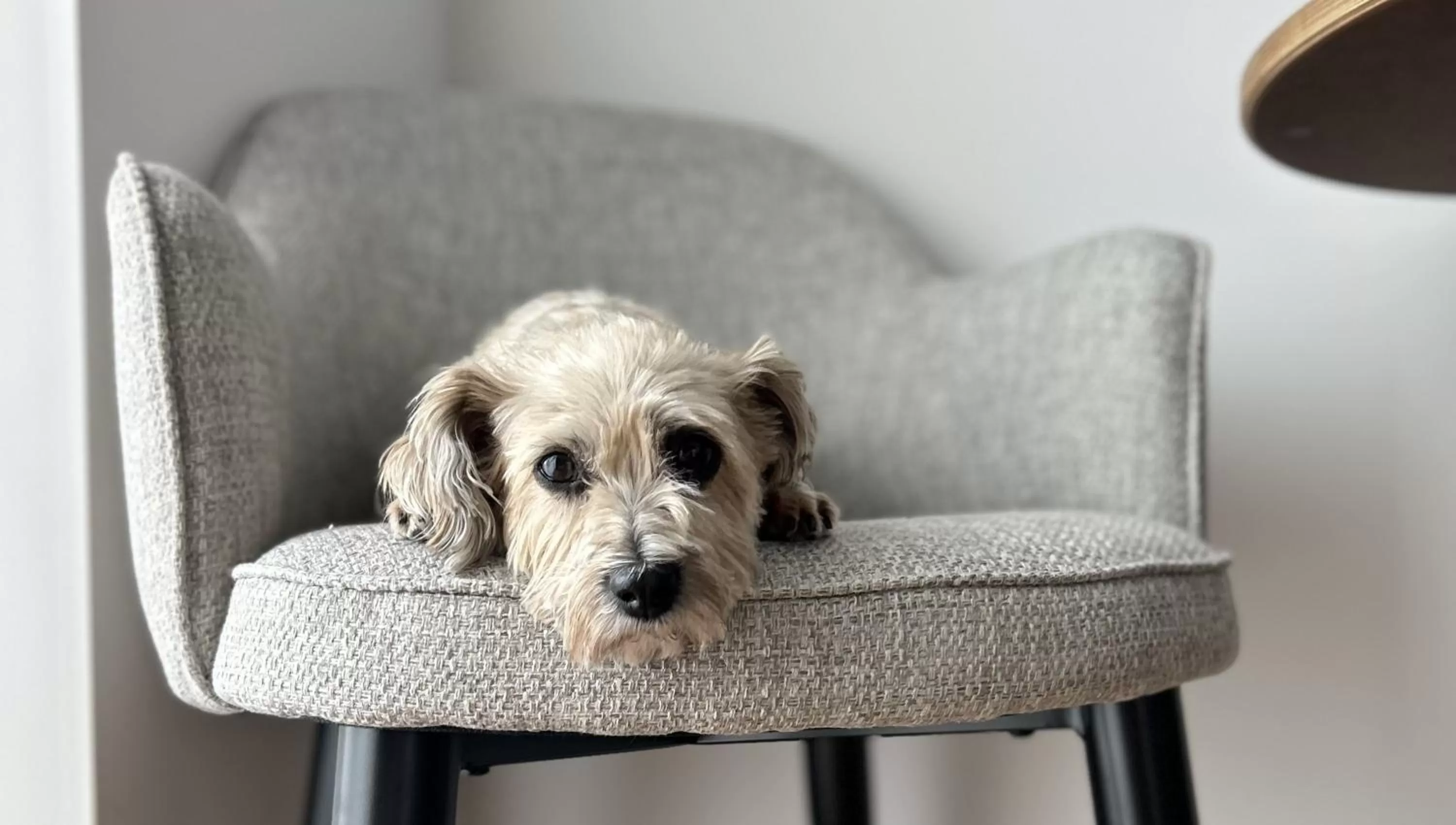 Pets in Best Western Plus Ten Hotel