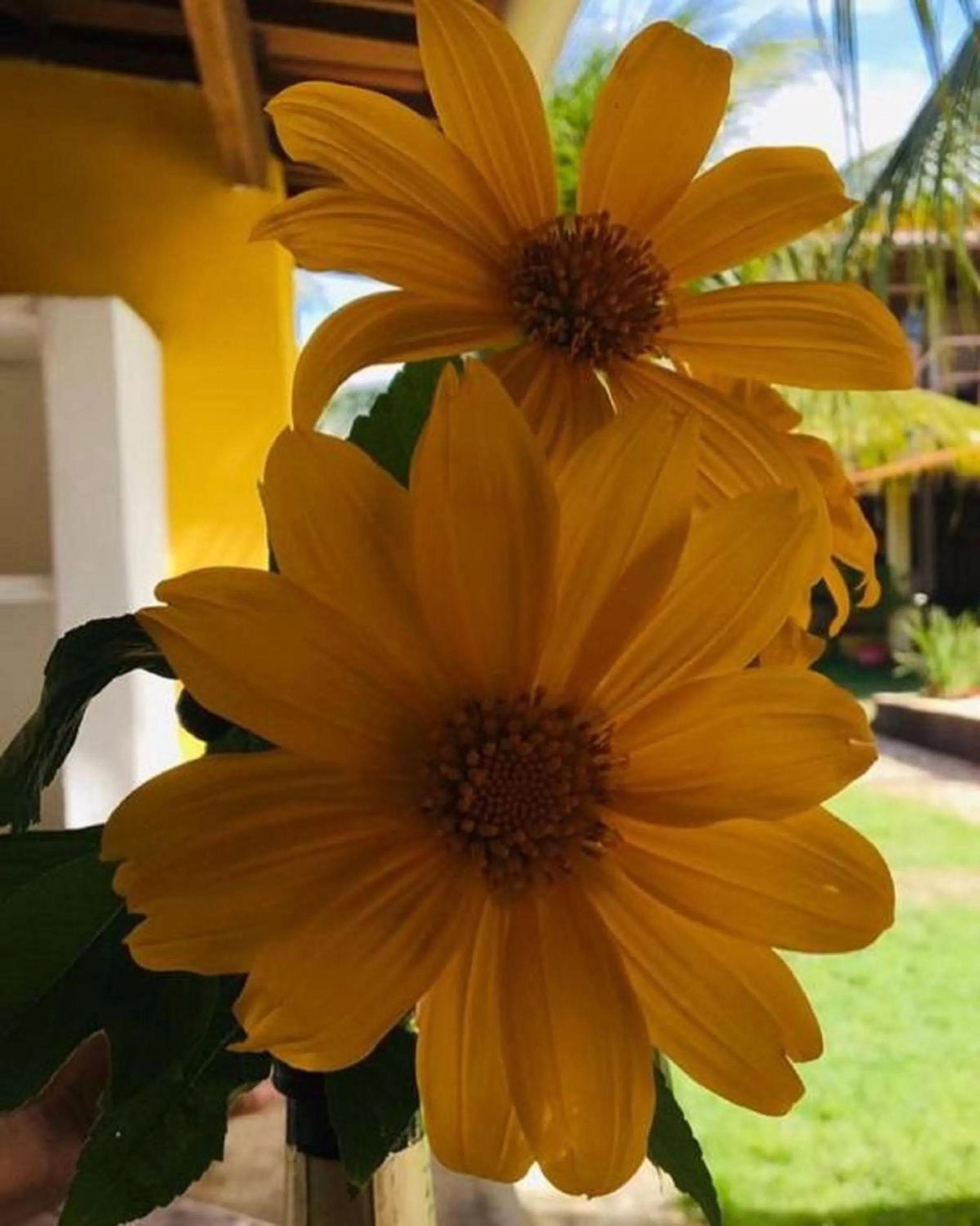 Patio in Pousada Ello