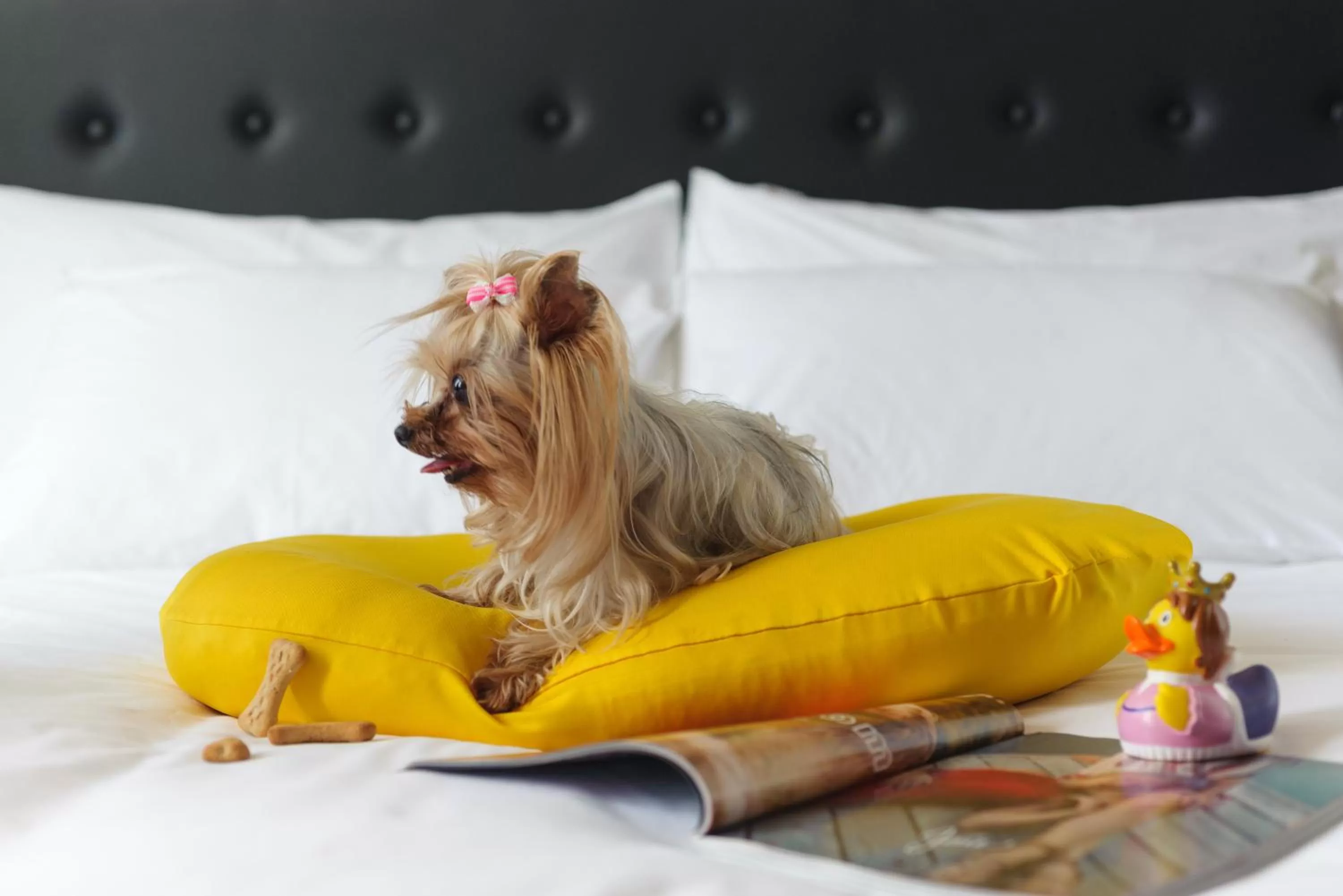 Pets in NYX Tel Aviv