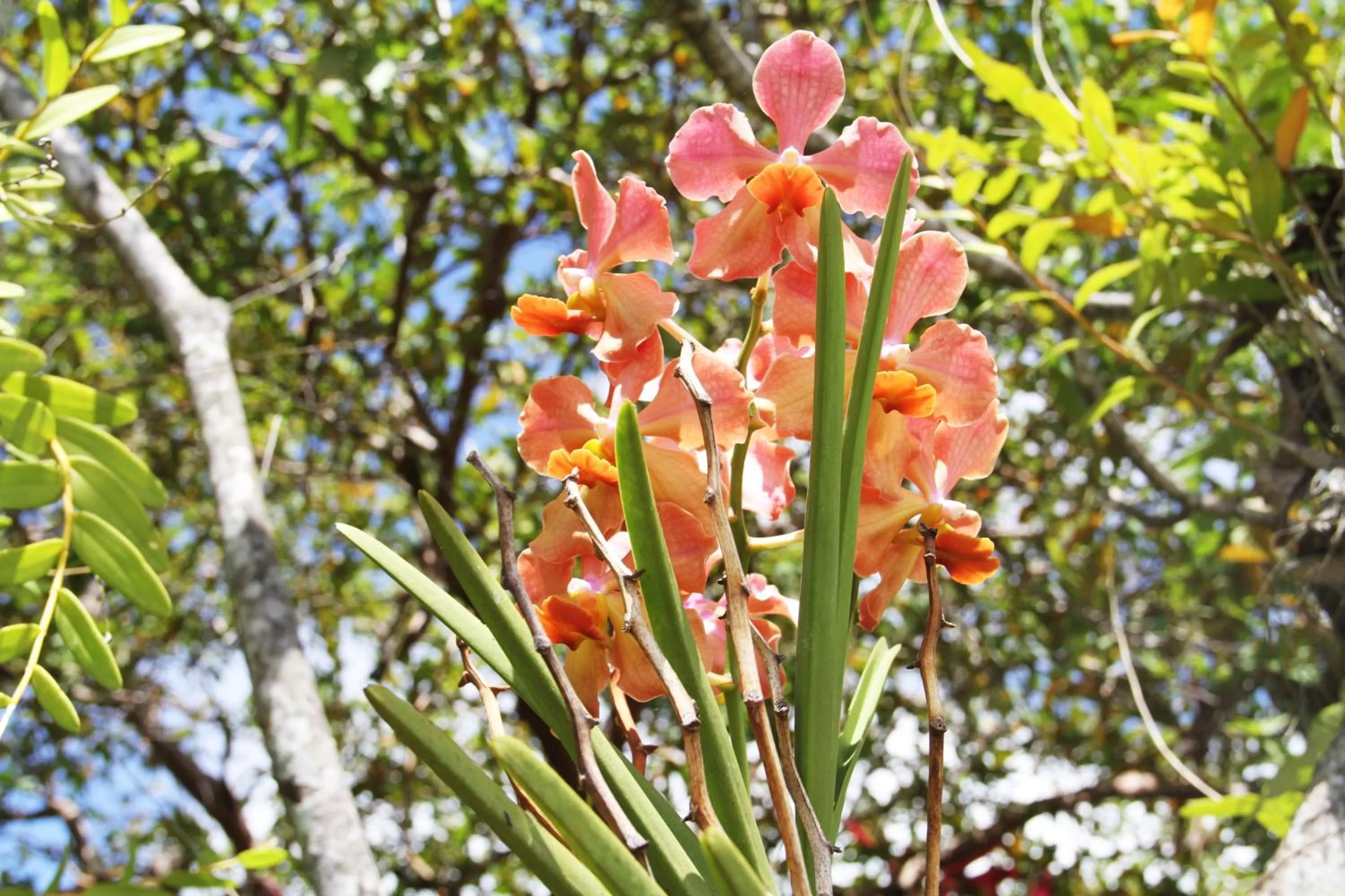 Garden in Daniella's Bungalows