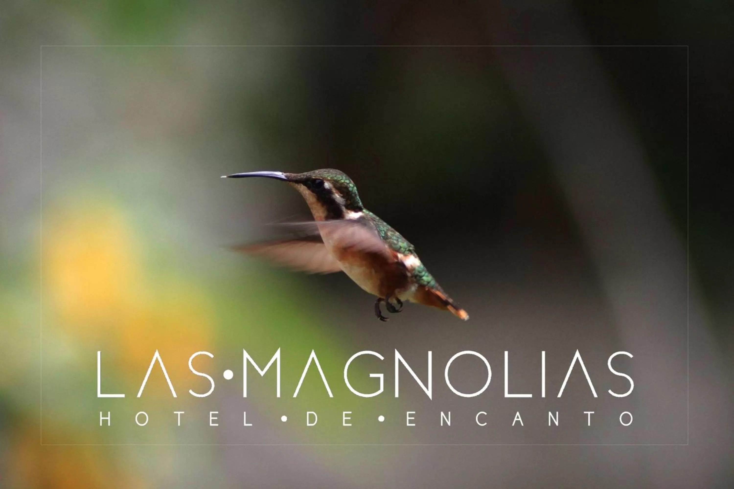 Garden in Las Magnolias Hotel Boutique