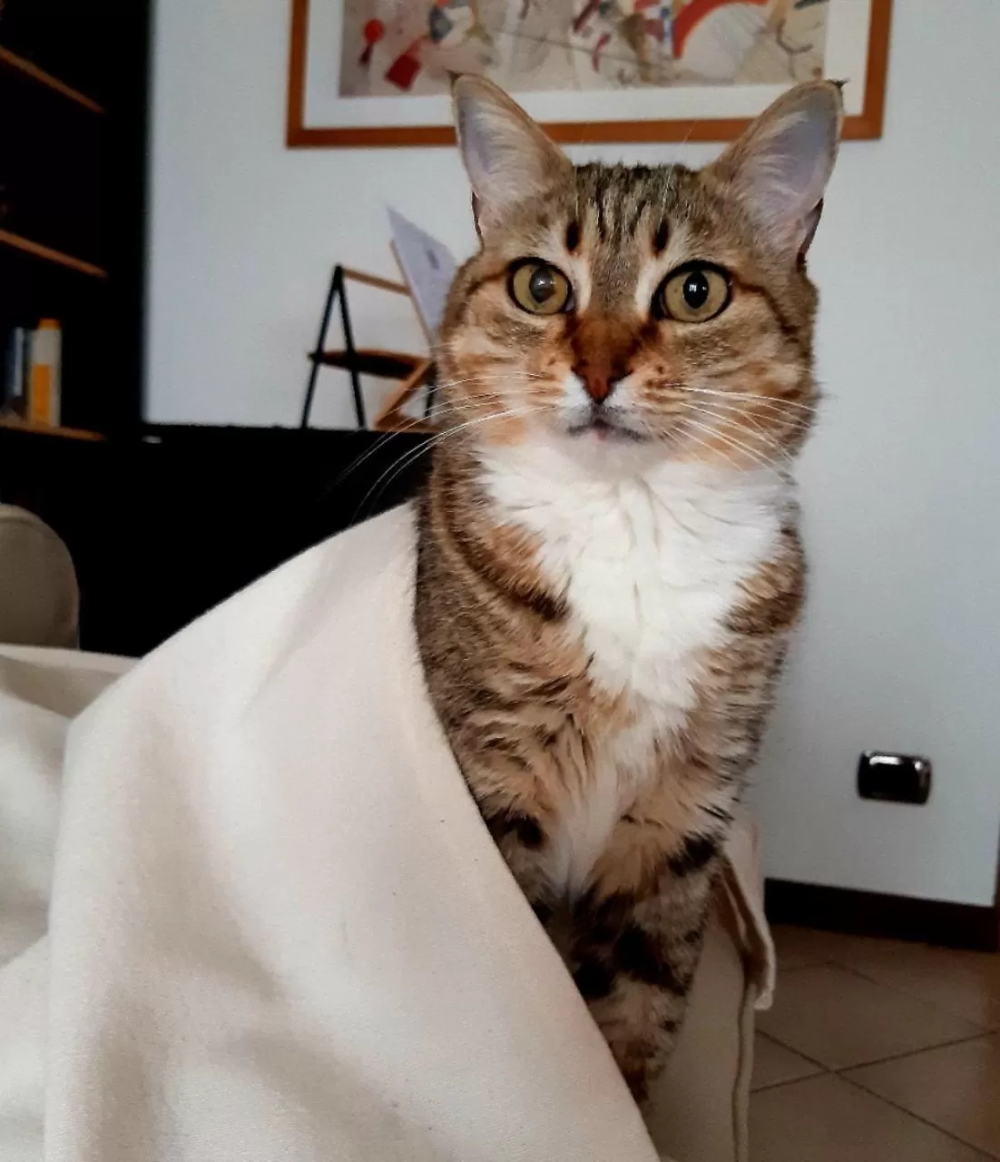 Pets in Un Buon Inizio