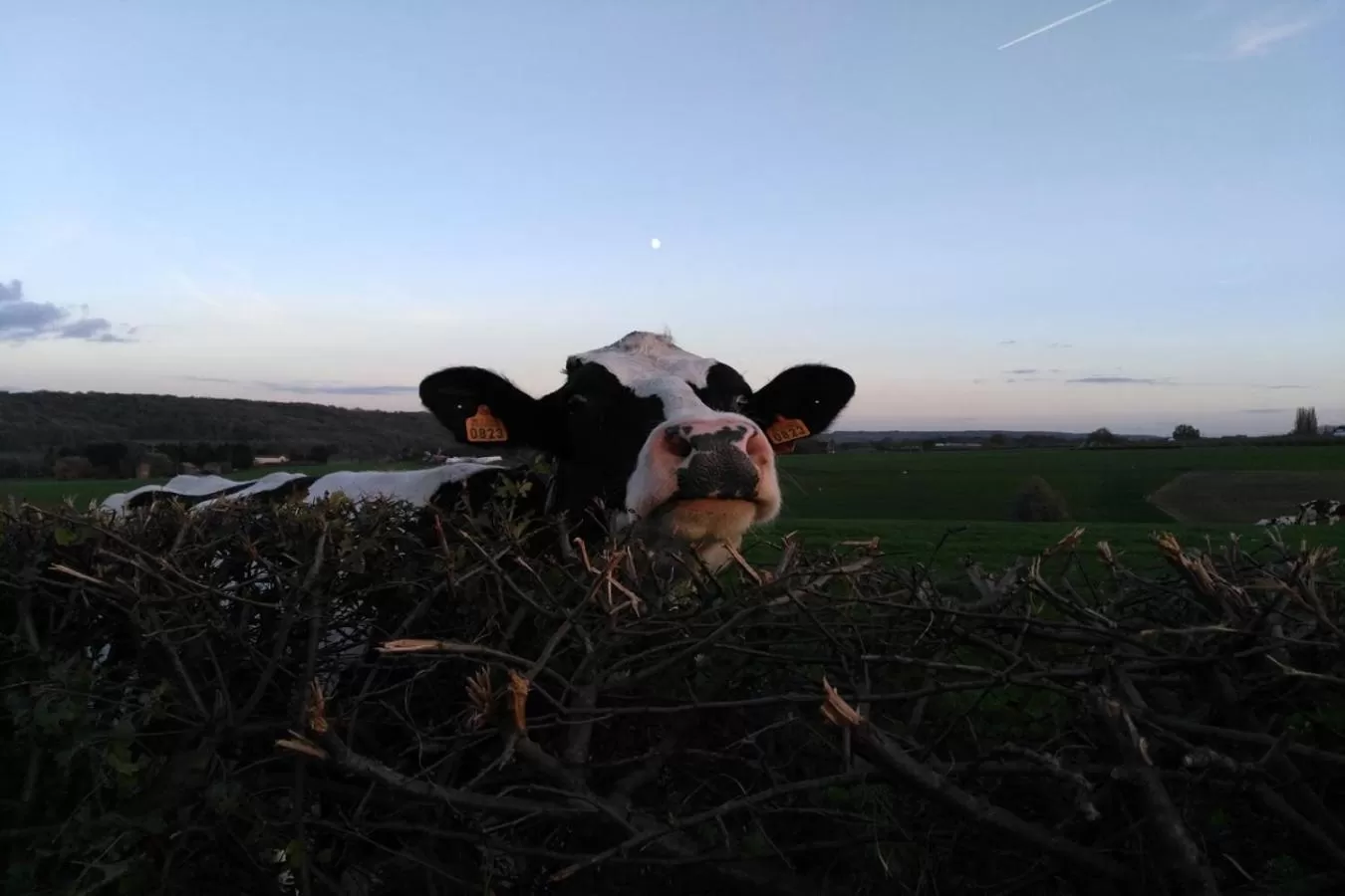 Hotel Restaurant The Kings Head Inn