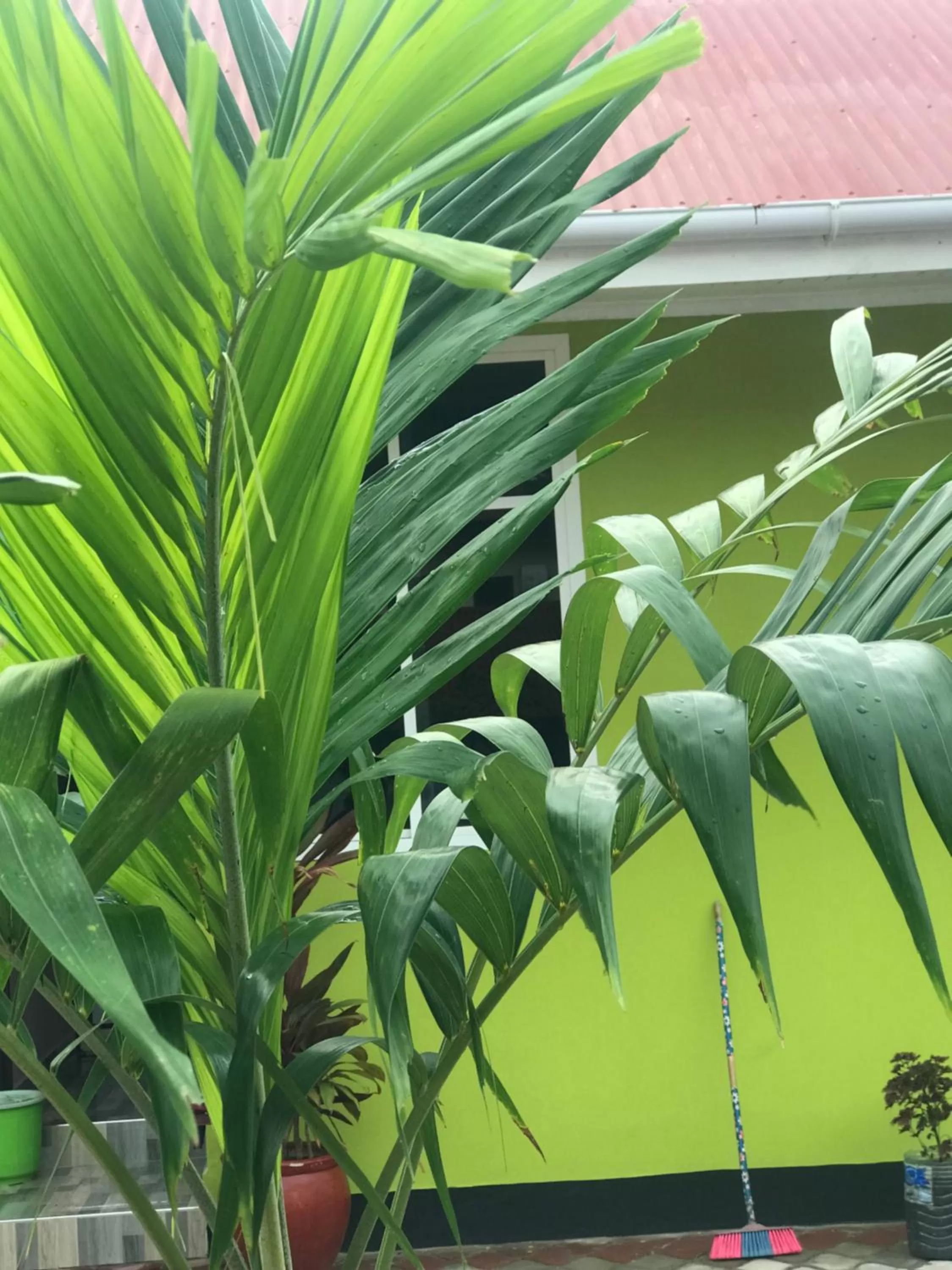 Other Animals in L&J Modern Backpackers Kinondoni