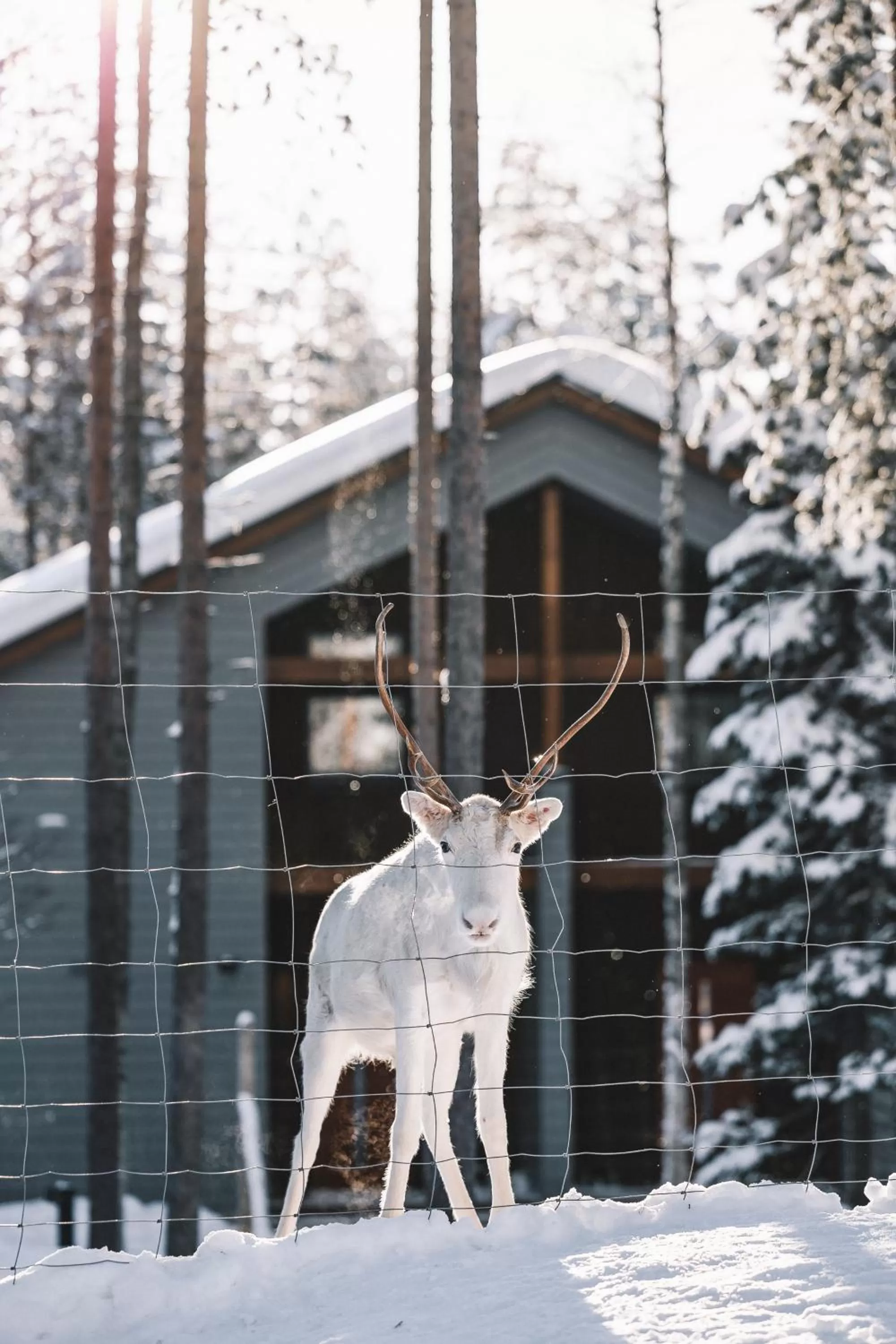 Winter in Nova Skyland Hotel