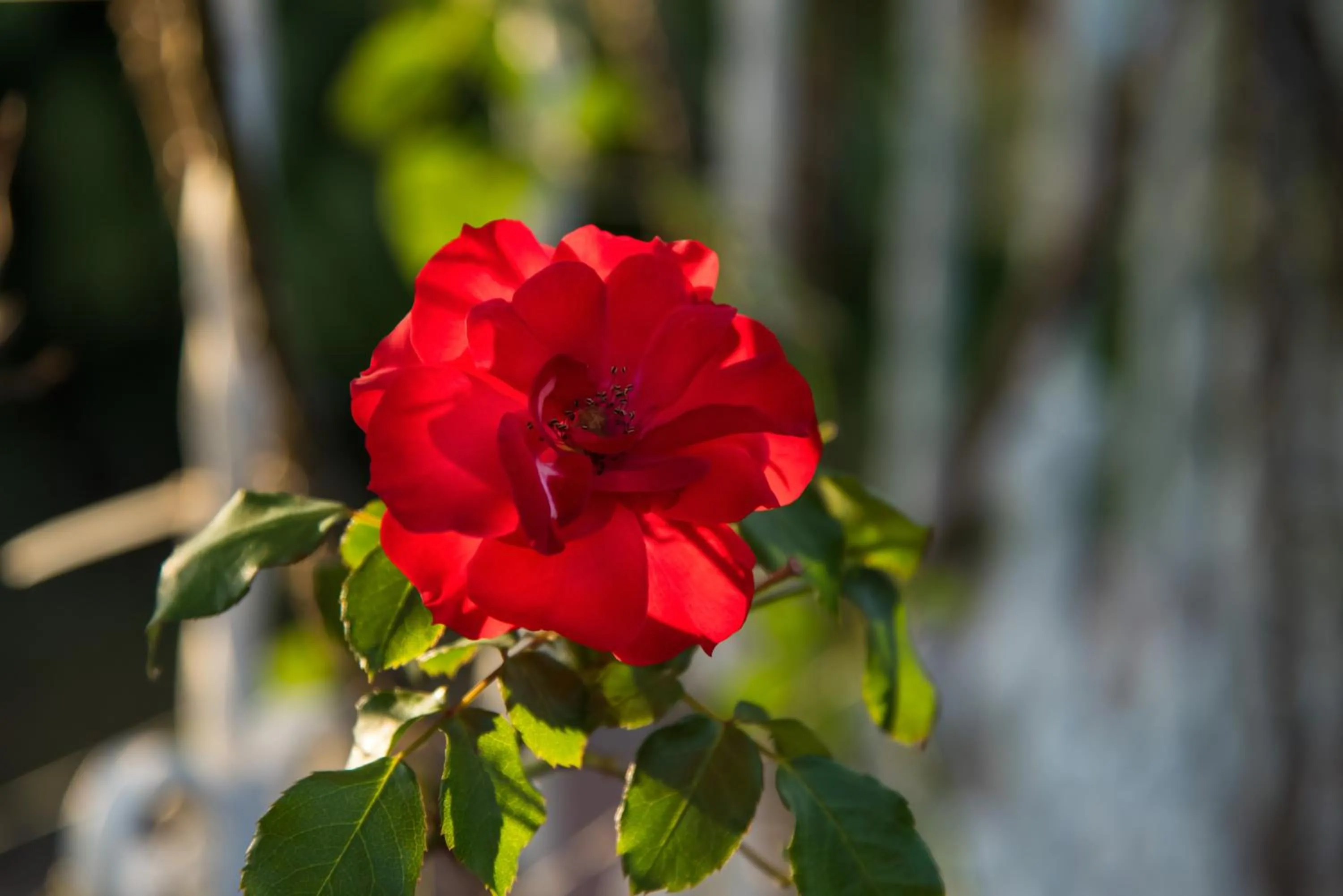 Garden view in Hotel Bougainvillea San José
