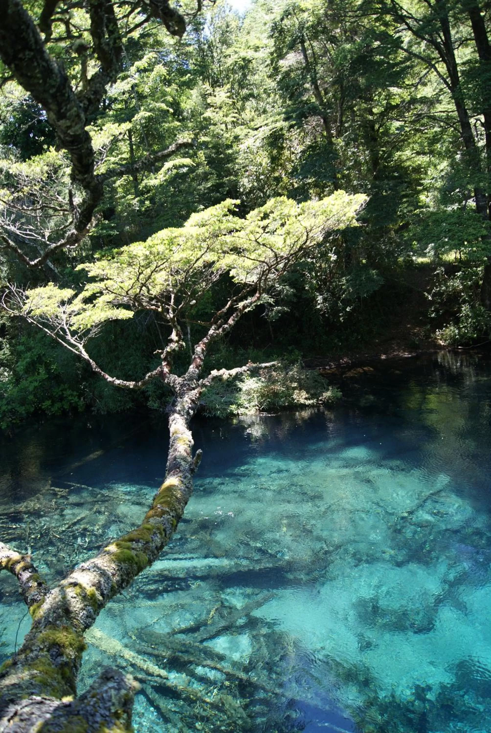View (from property/room) in Hotel Salto del Carileufu