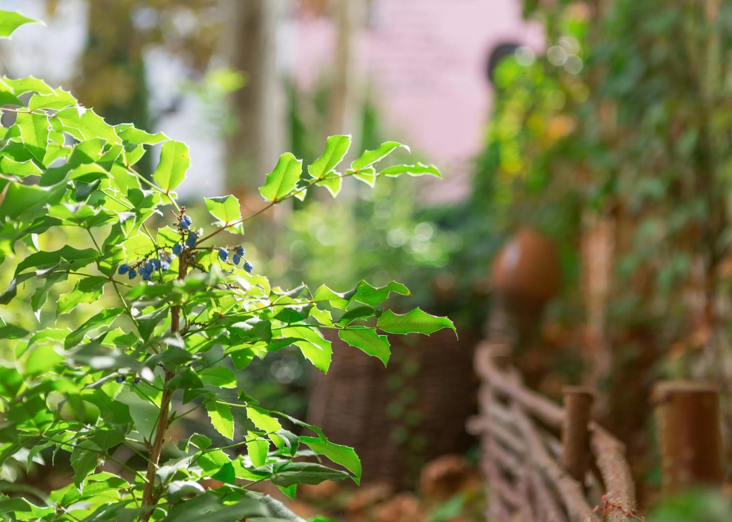 Garden in Lermontovskiy Hotel