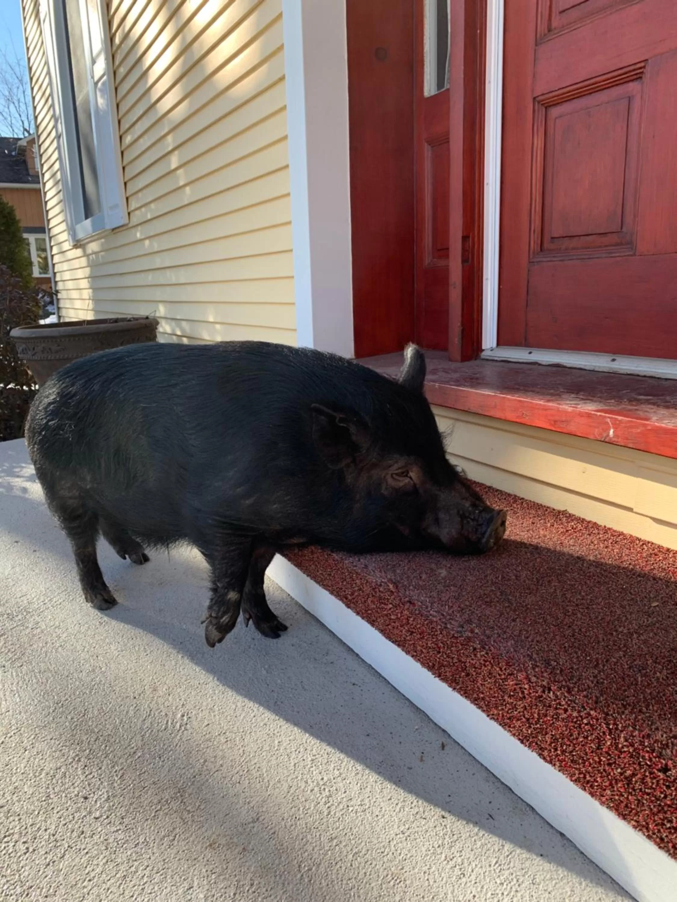 Pets in Manoir Alegria