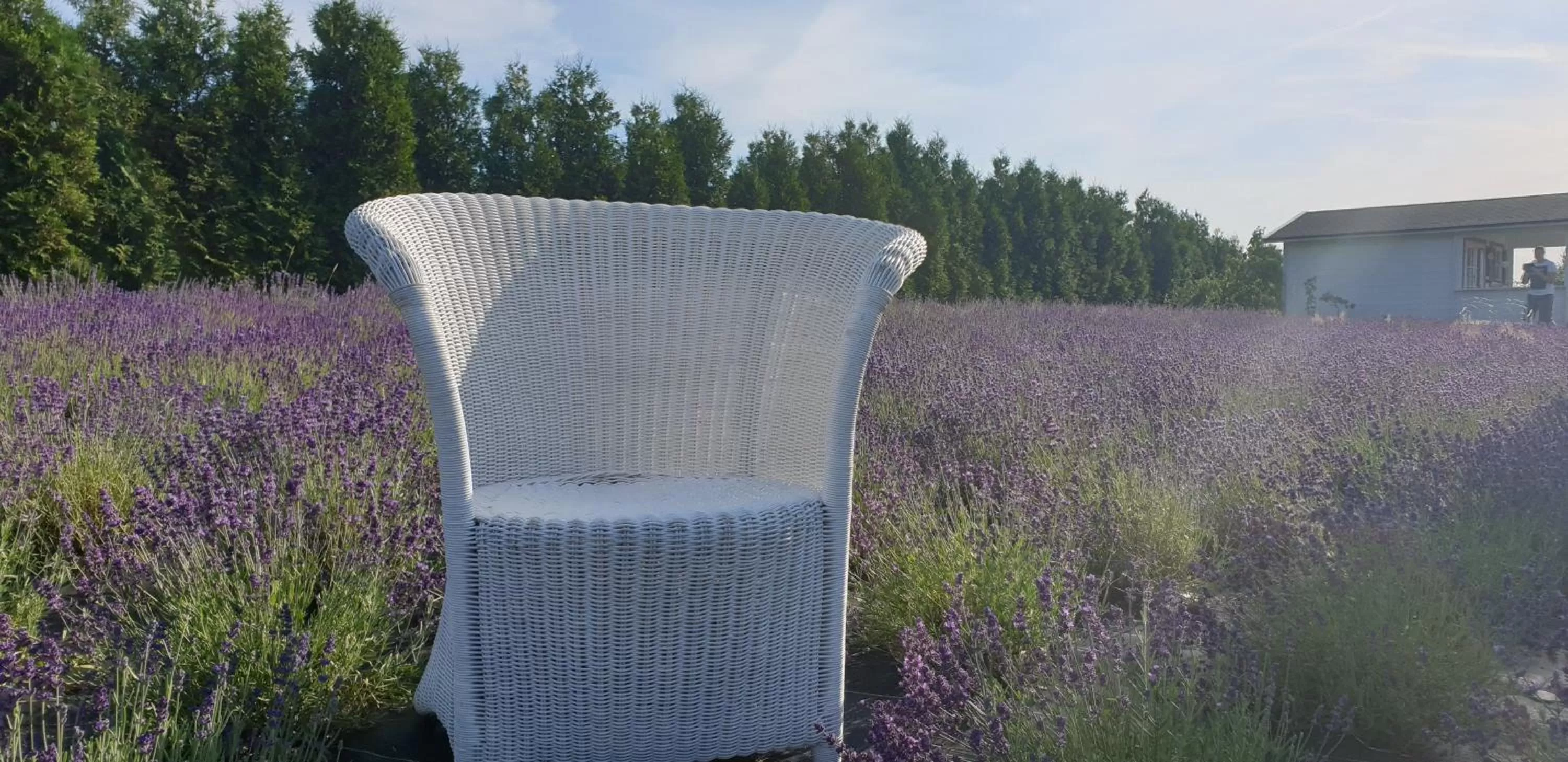 Garden in Noclegi Biała Róża