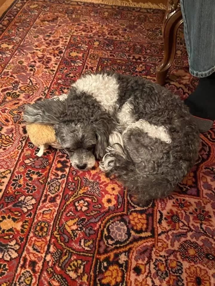 Pemberley House Bed and Breakfast