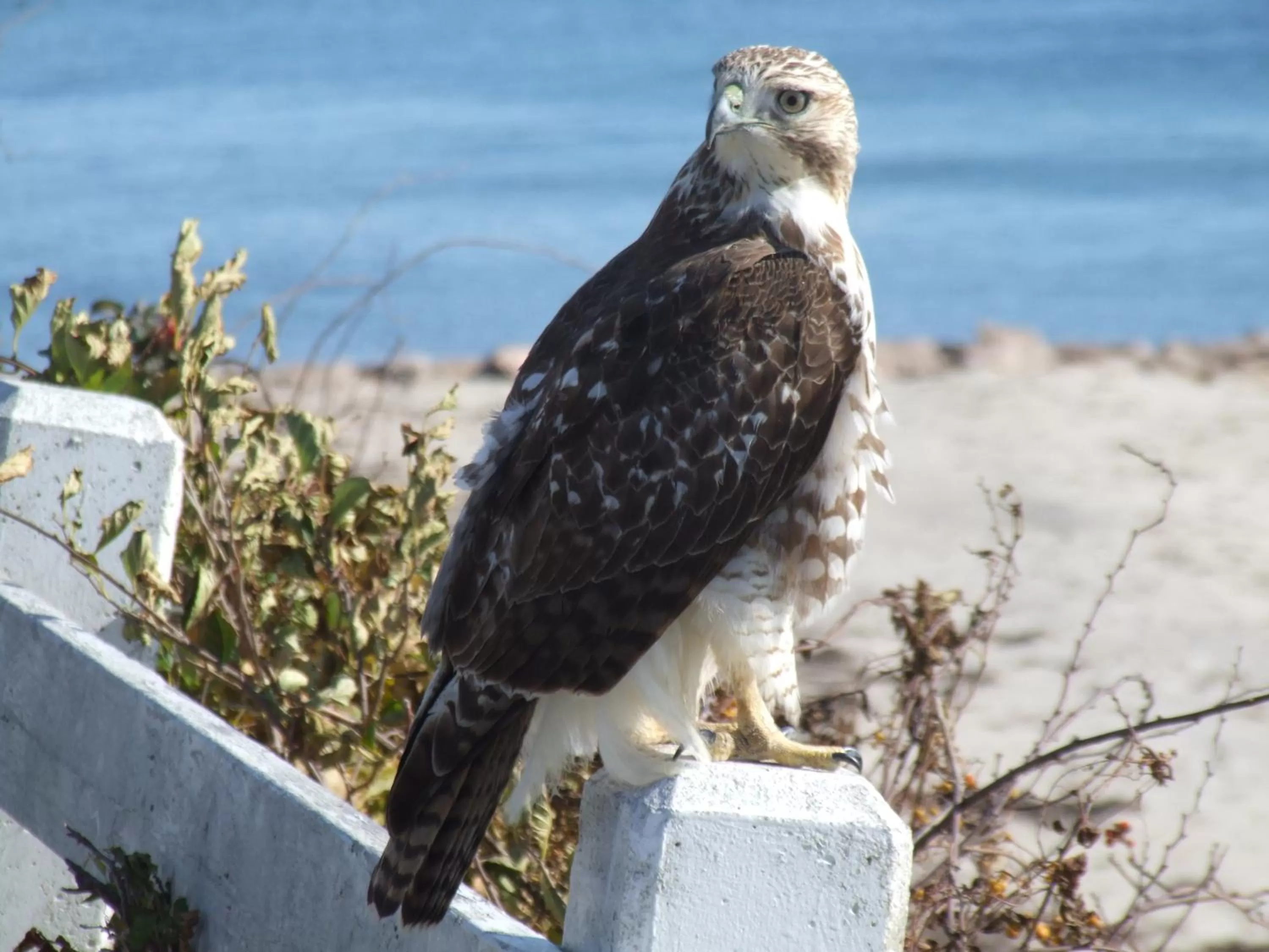 Animals in Inn on the Sound