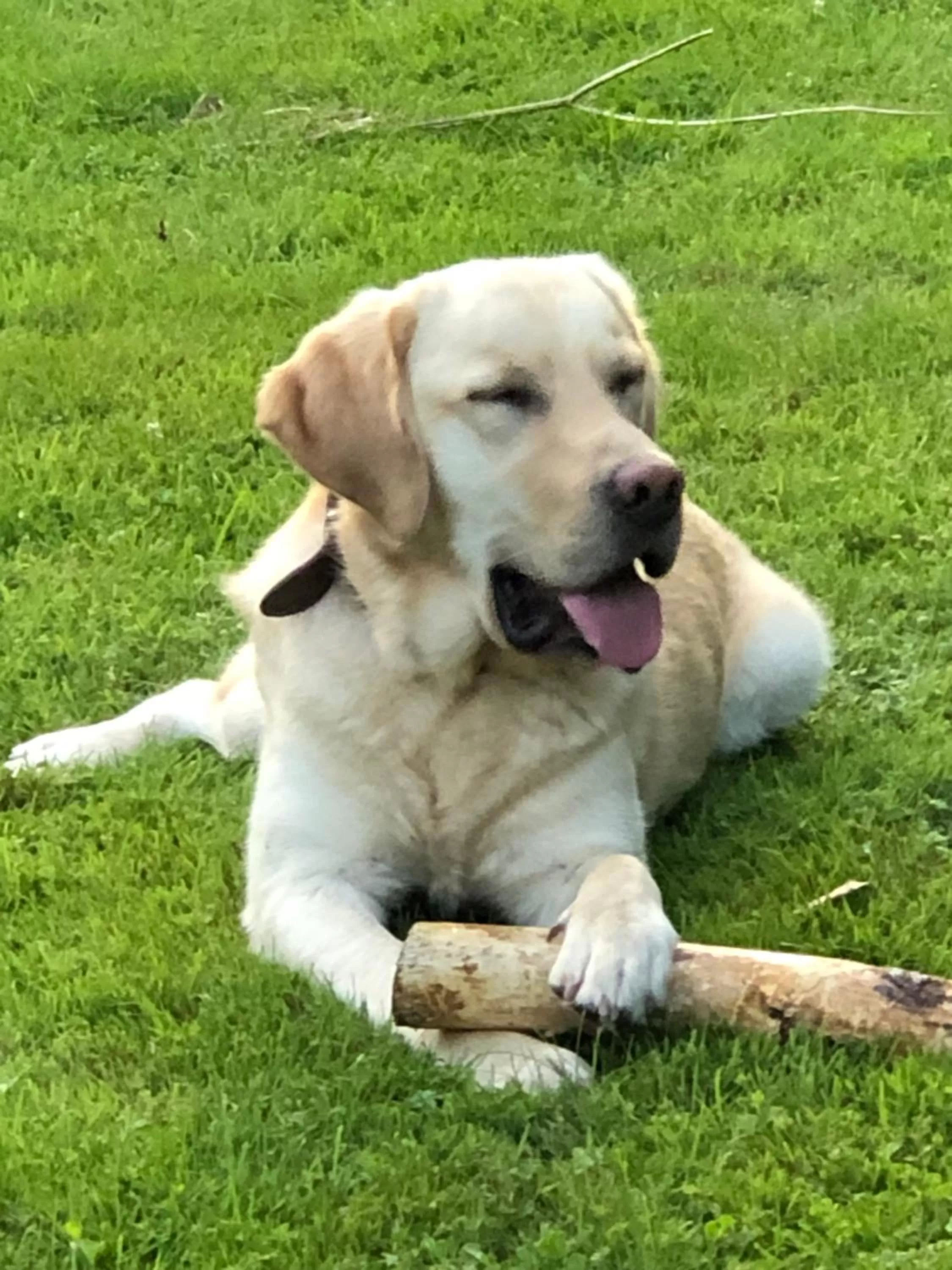 Pets in B&B Le Nid d'Hirondelle