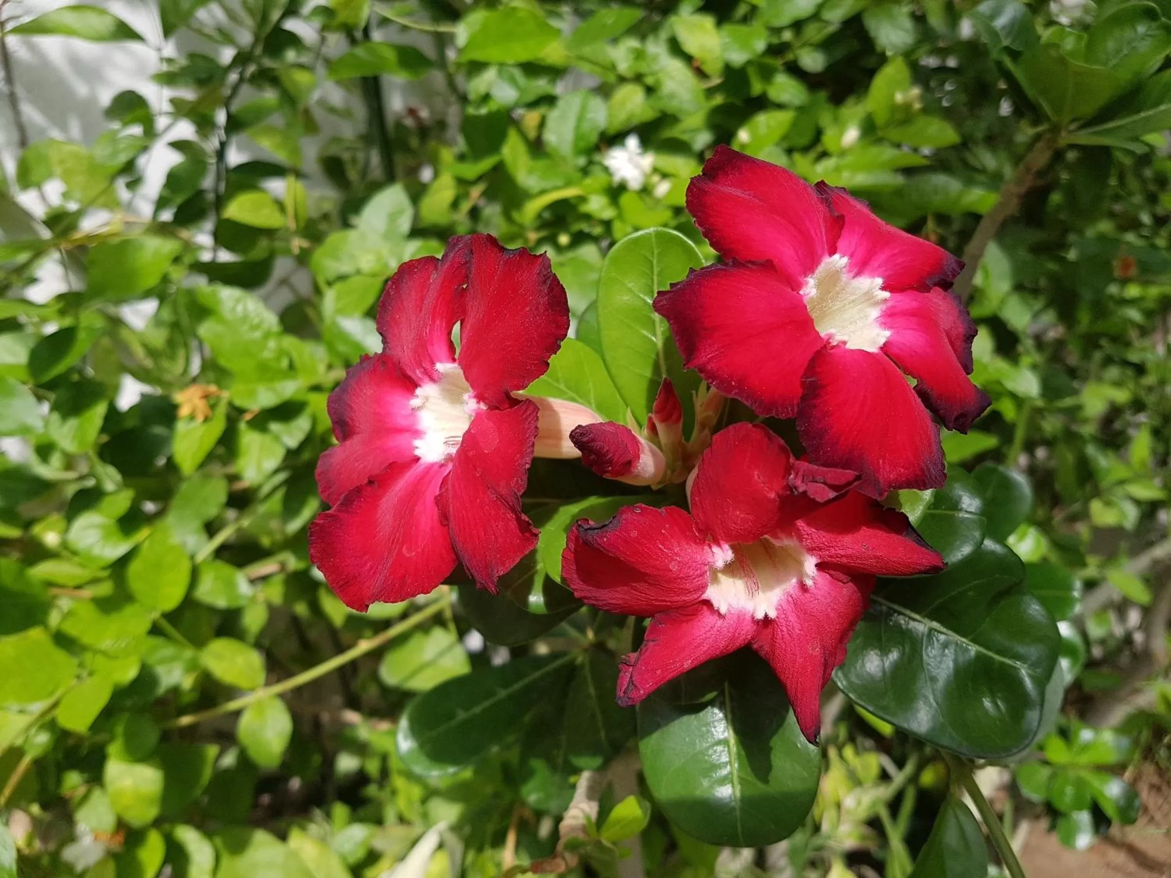 Garden in Los Milagros Hotel