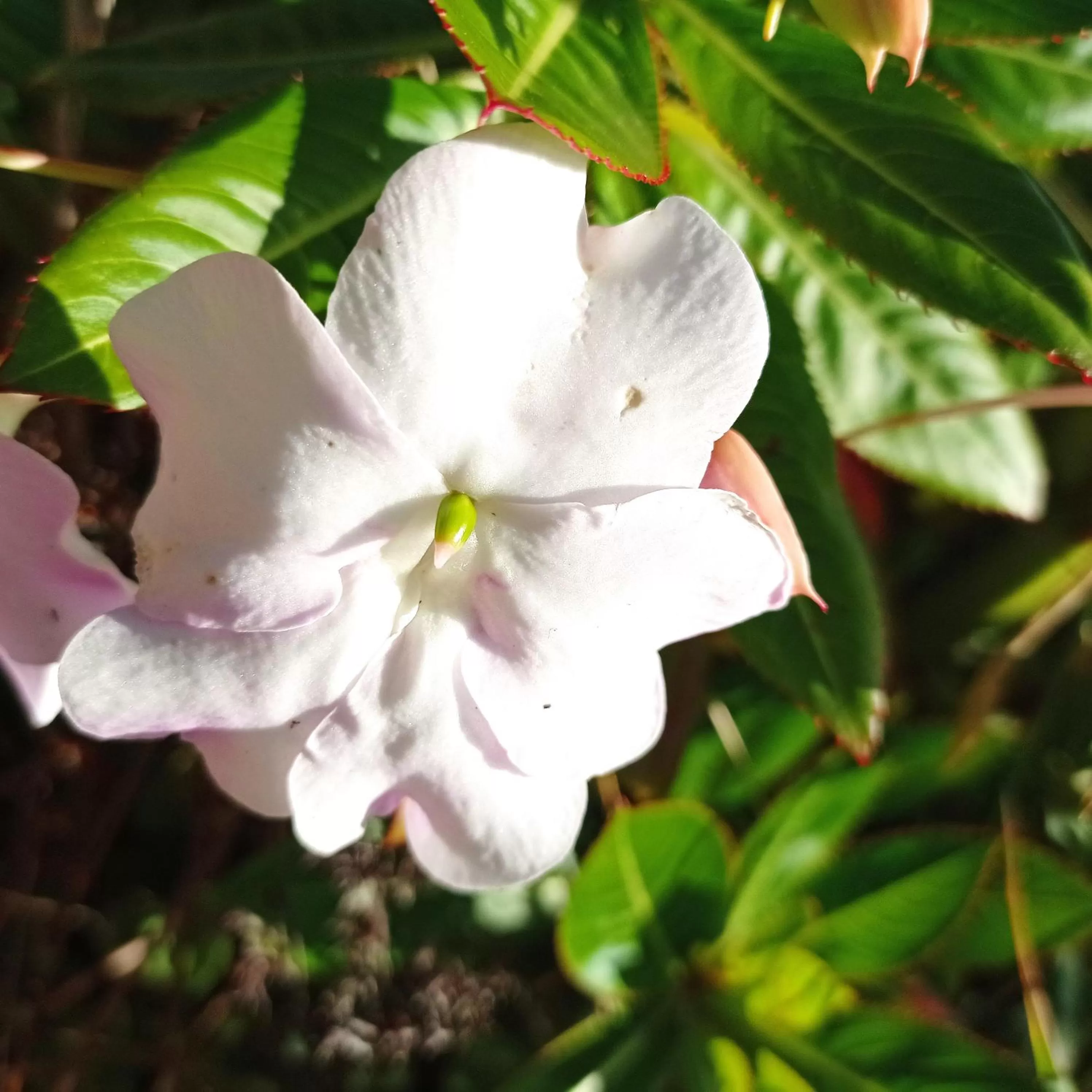 Hotel Refugio Pozo Azul