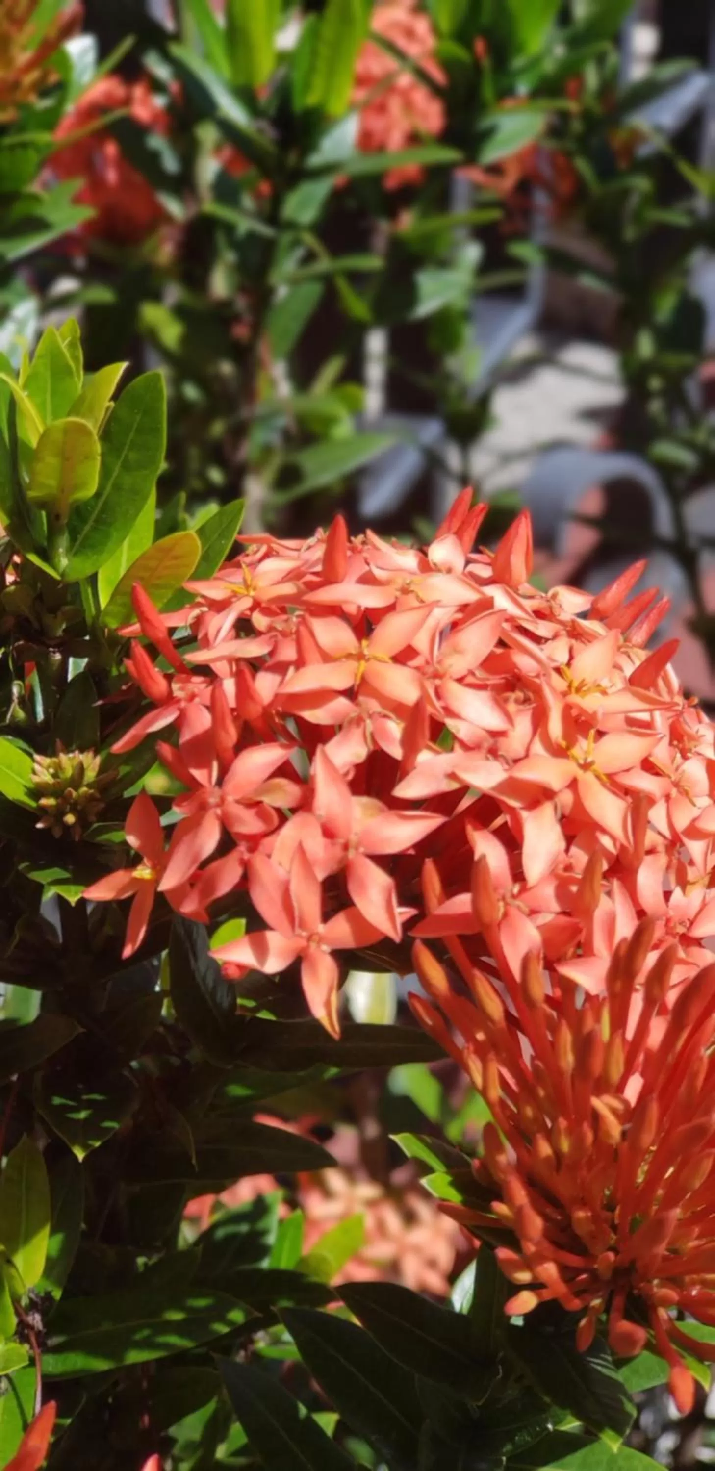 Garden in ALAJUELA CITY Hotel & Guest House