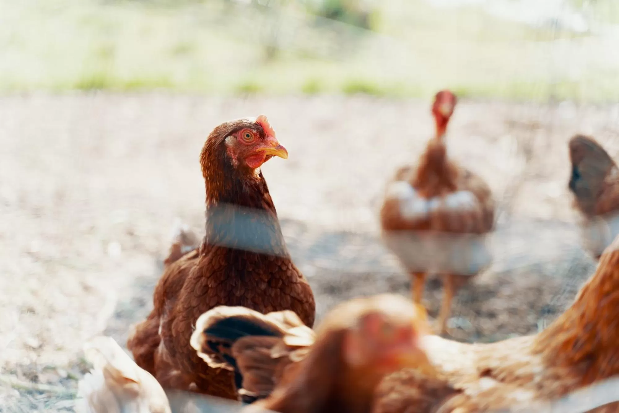 Animals in B&B Il Giardino di Gabri