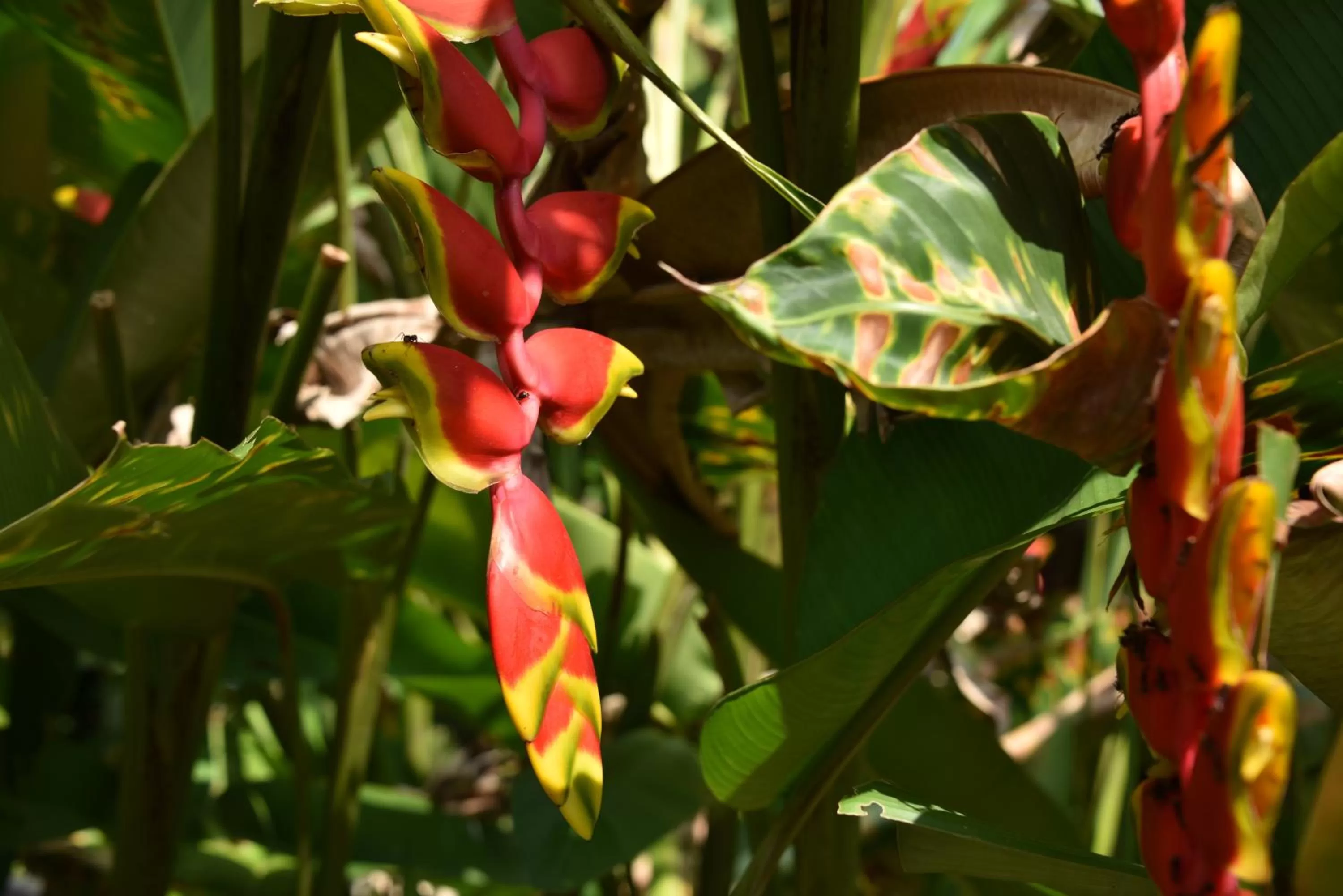 Ecolodge Cosmogénesis