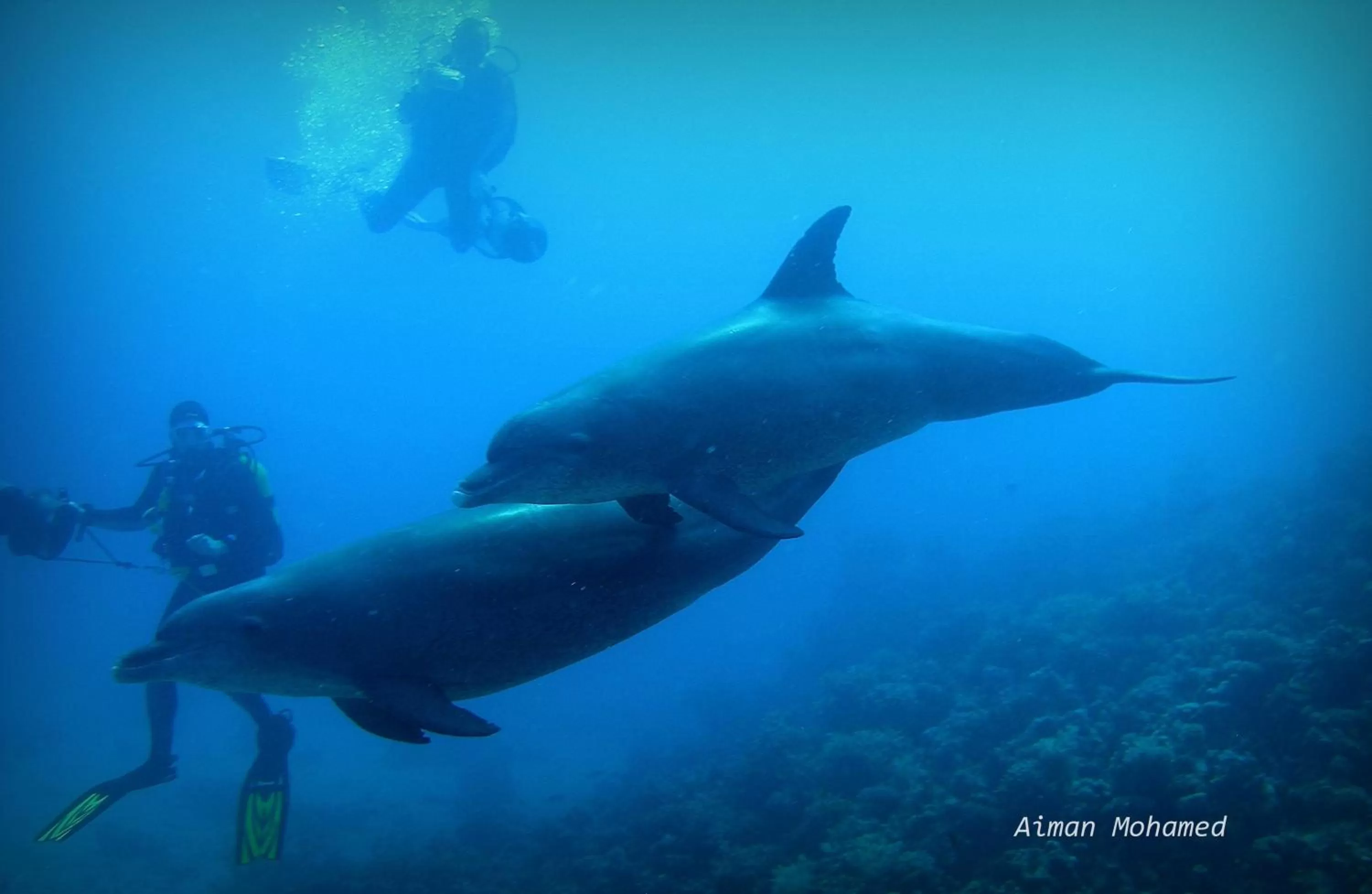 Snorkeling in Coral Sun Beach