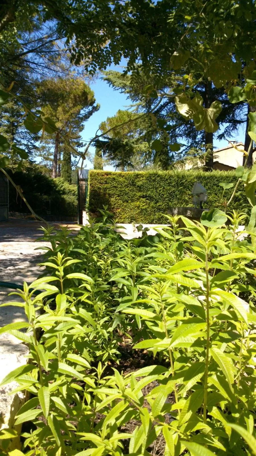 Les Verveines de Vaison