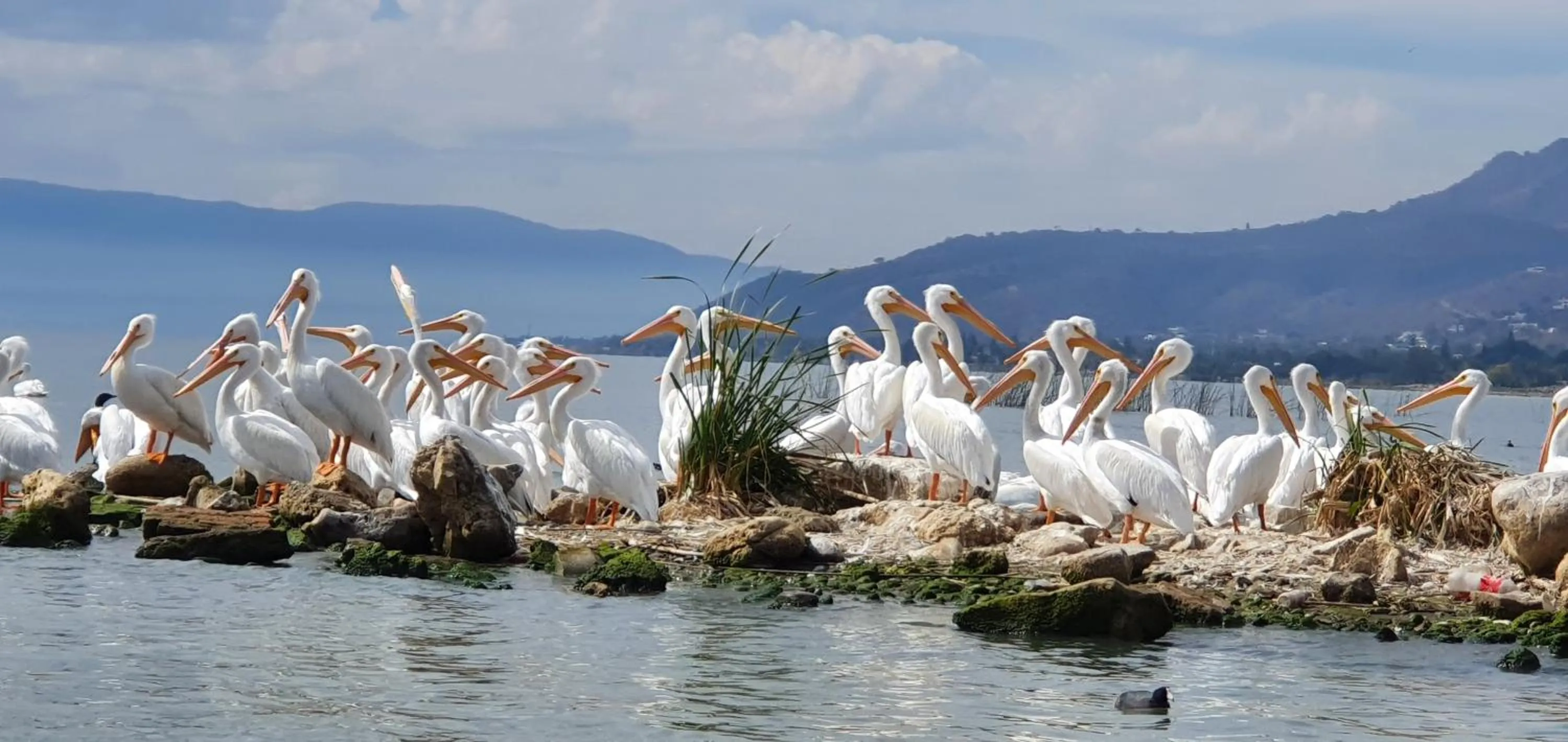 Animals in Nimue Marina Residence