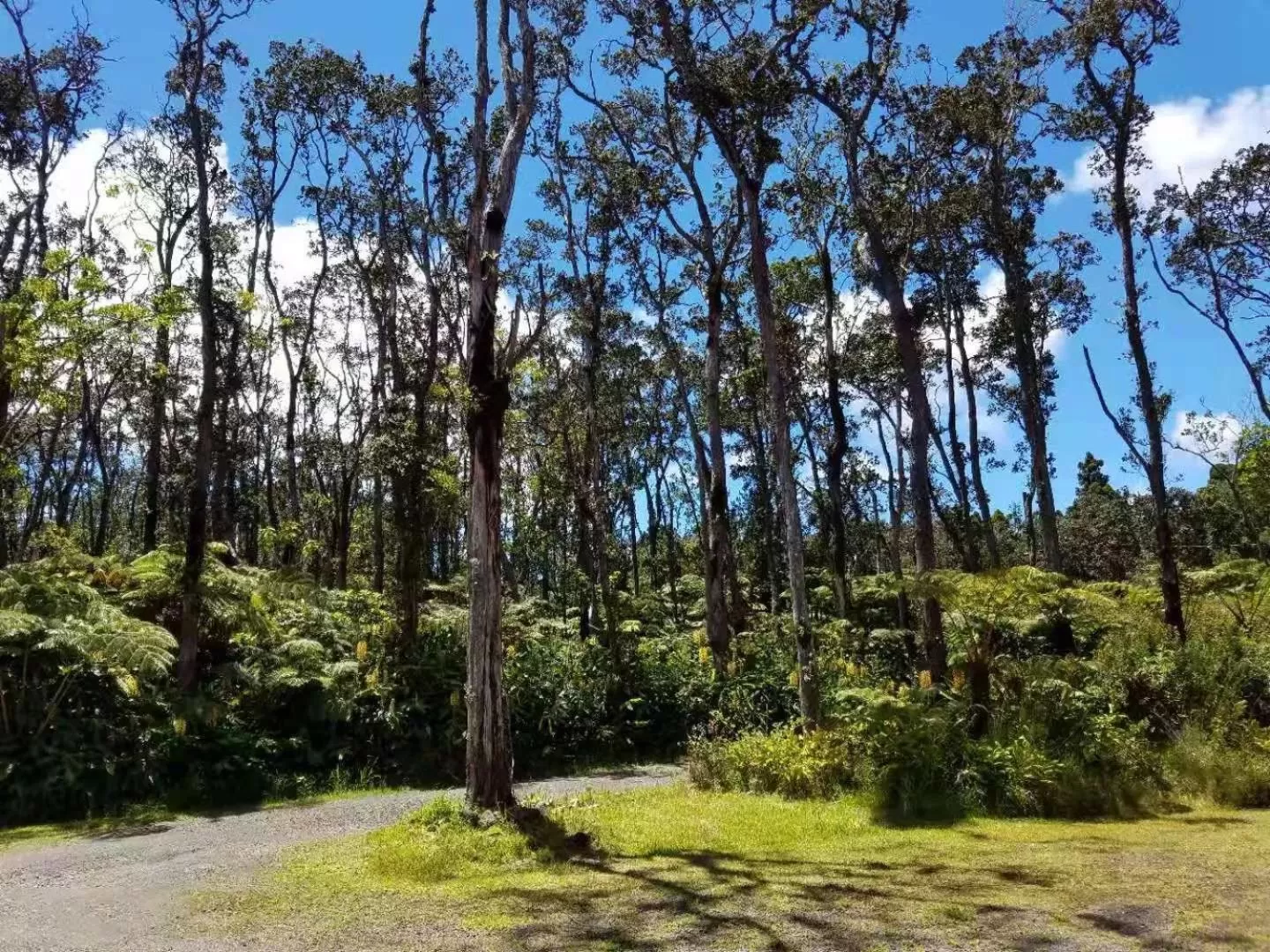 Garden in Volcano Forest Inn