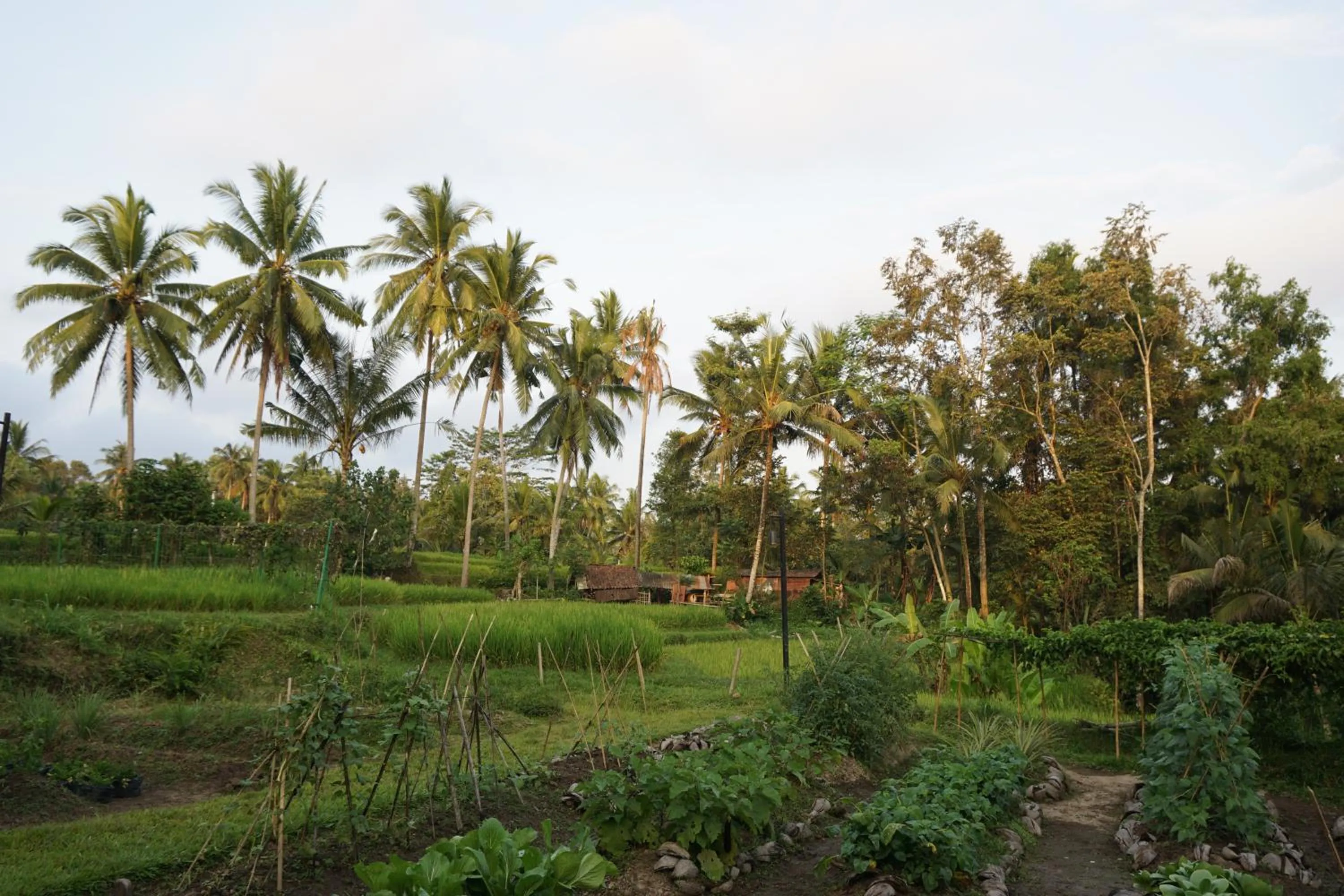 Day in BeingSattvaa Luxury Ubud