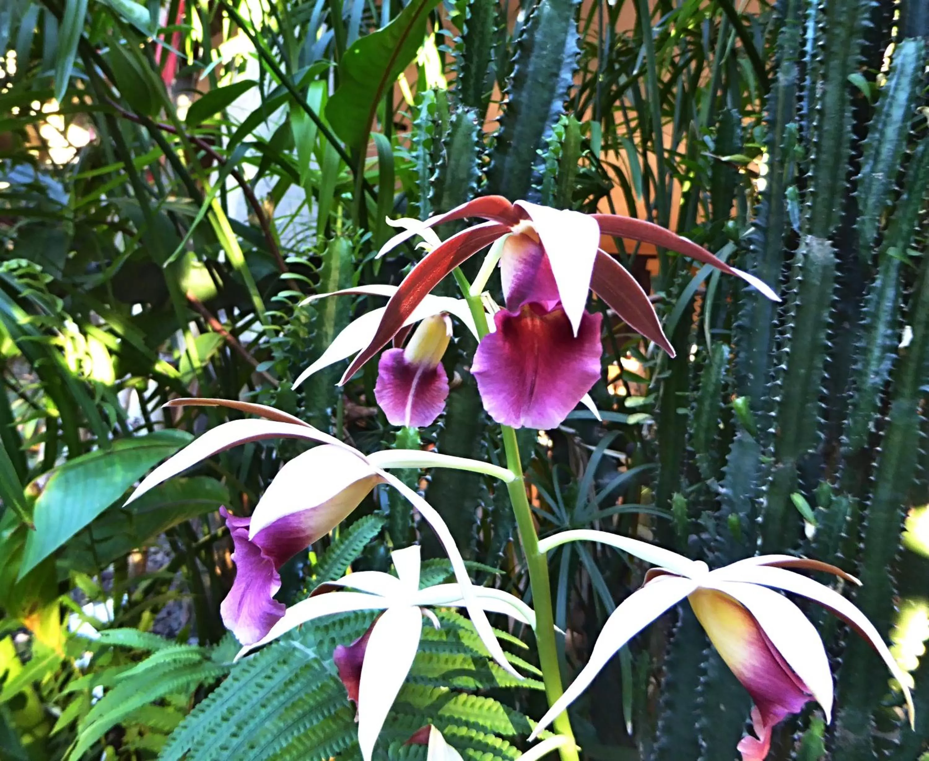 Garden in Pura Vida Hotel