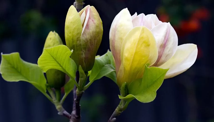 Food in Magnolia House