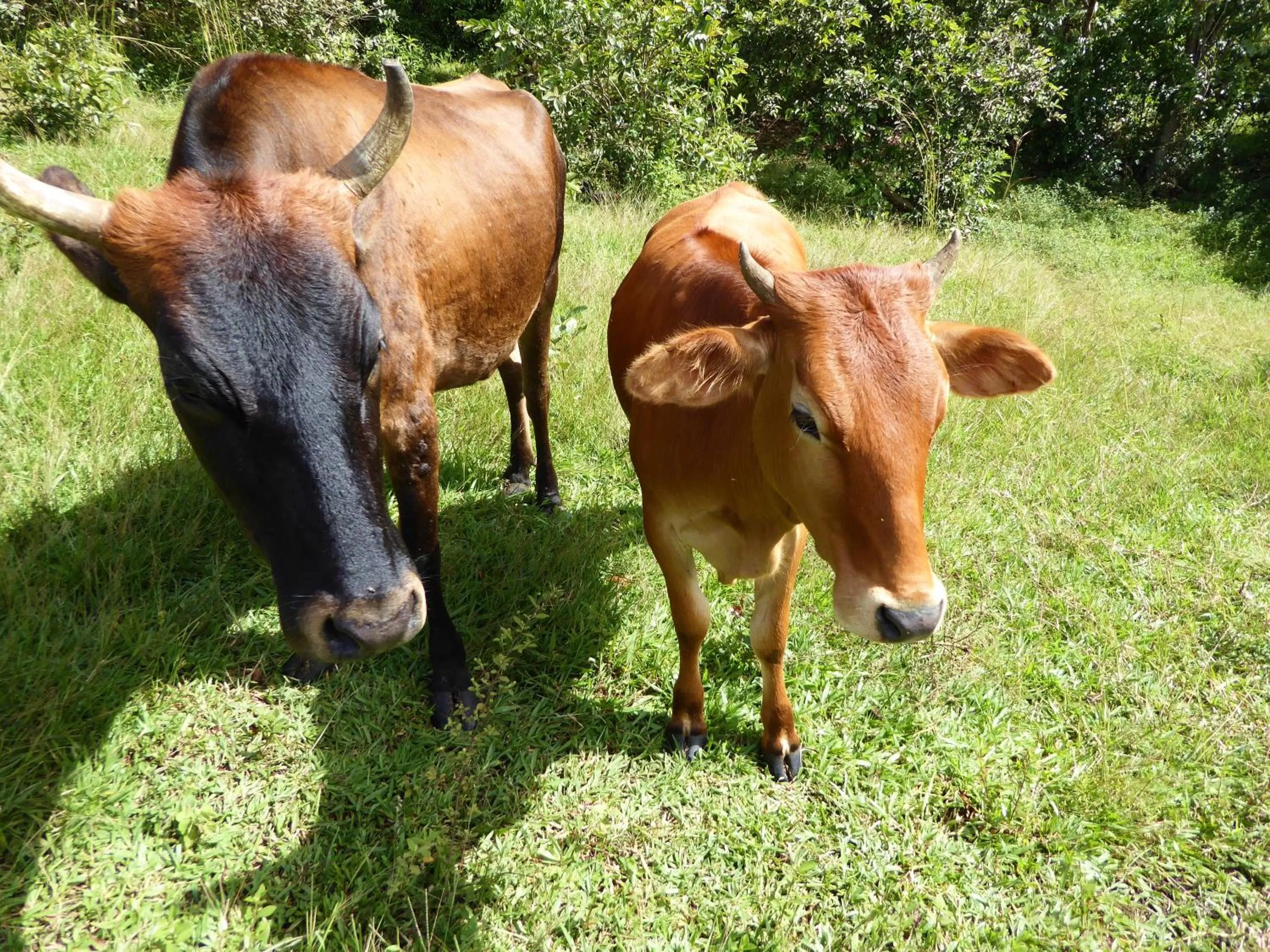 Pets, Children in Finca El Cielo
