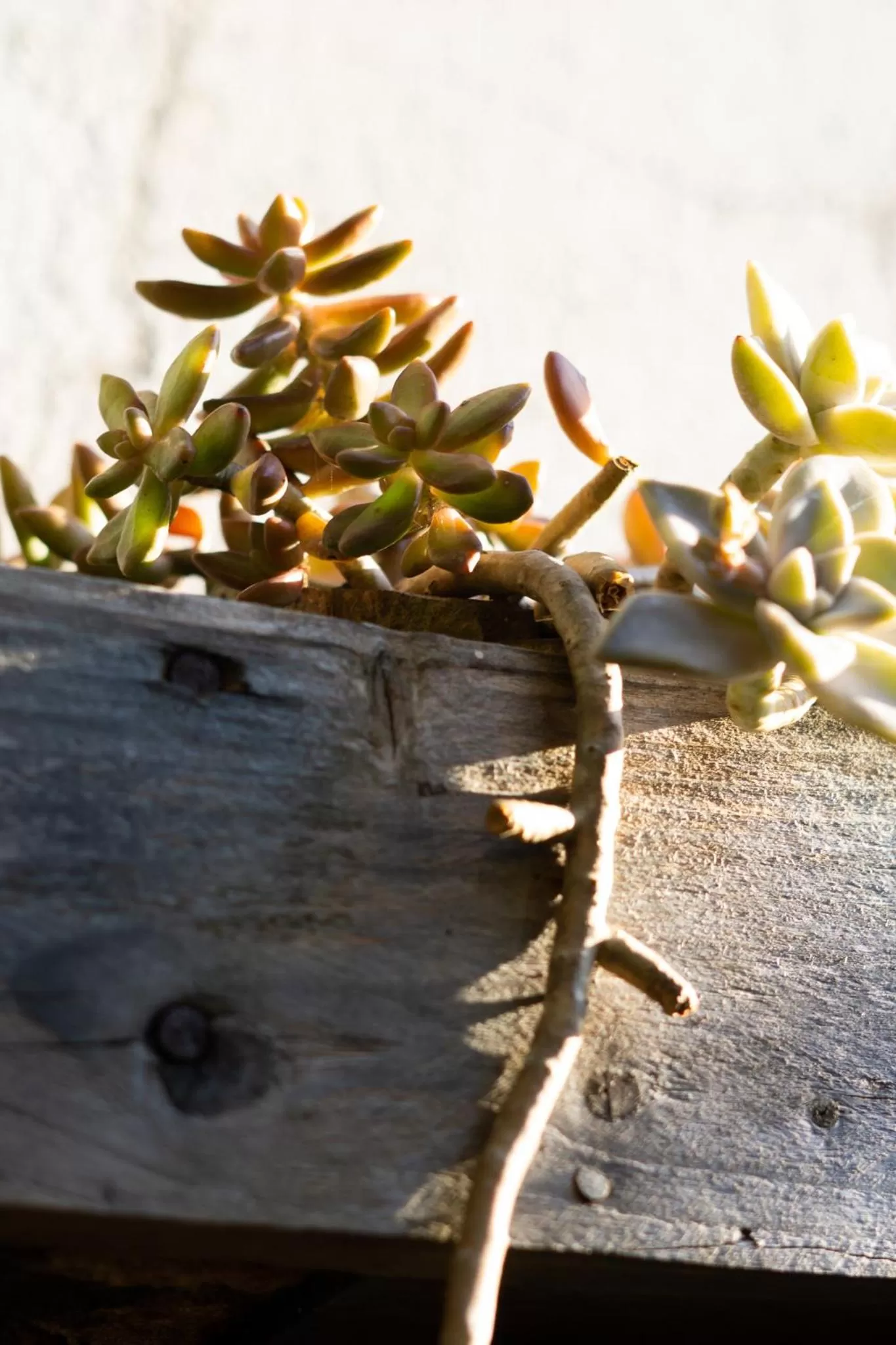 Other Animals in Casa dos Açores Cama e Café