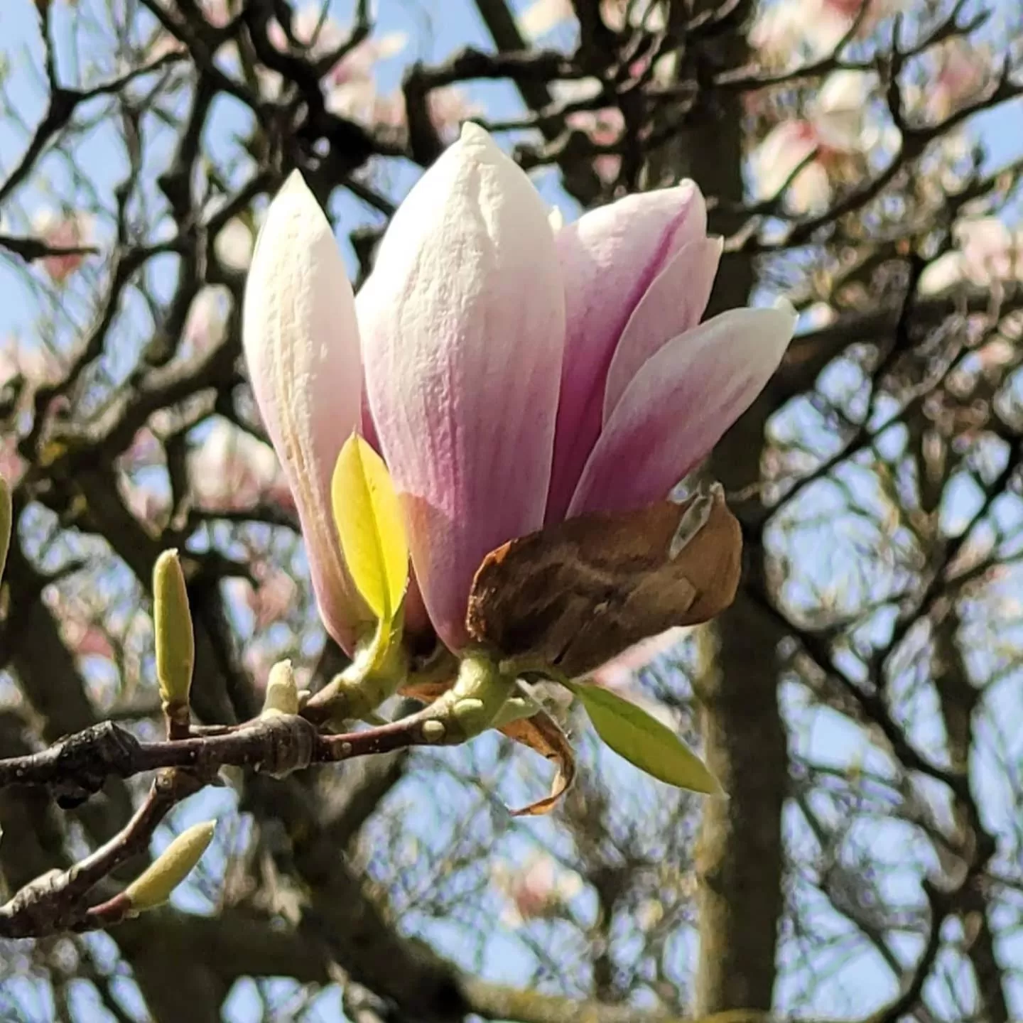 Natural landscape, Other Animals in La Maison de Sophie