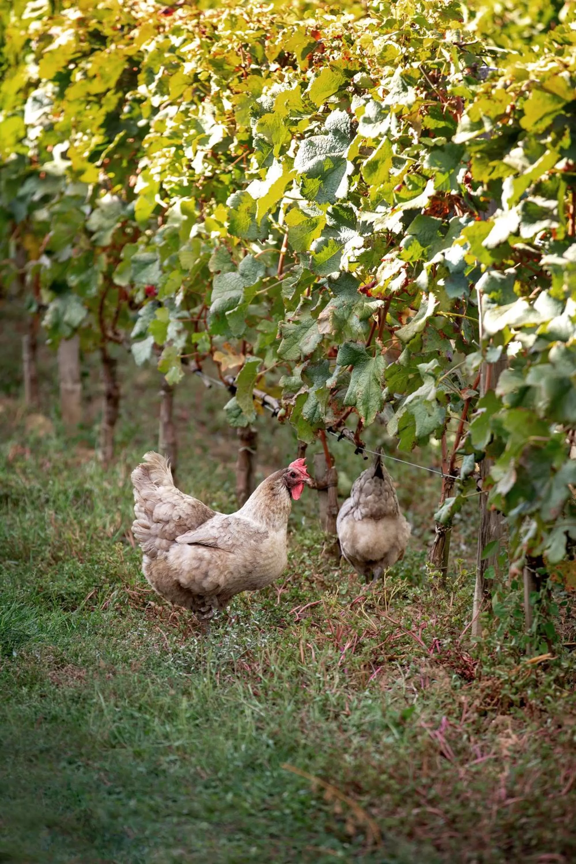 Garden view in CHATEAU CROIX DE LABRIE