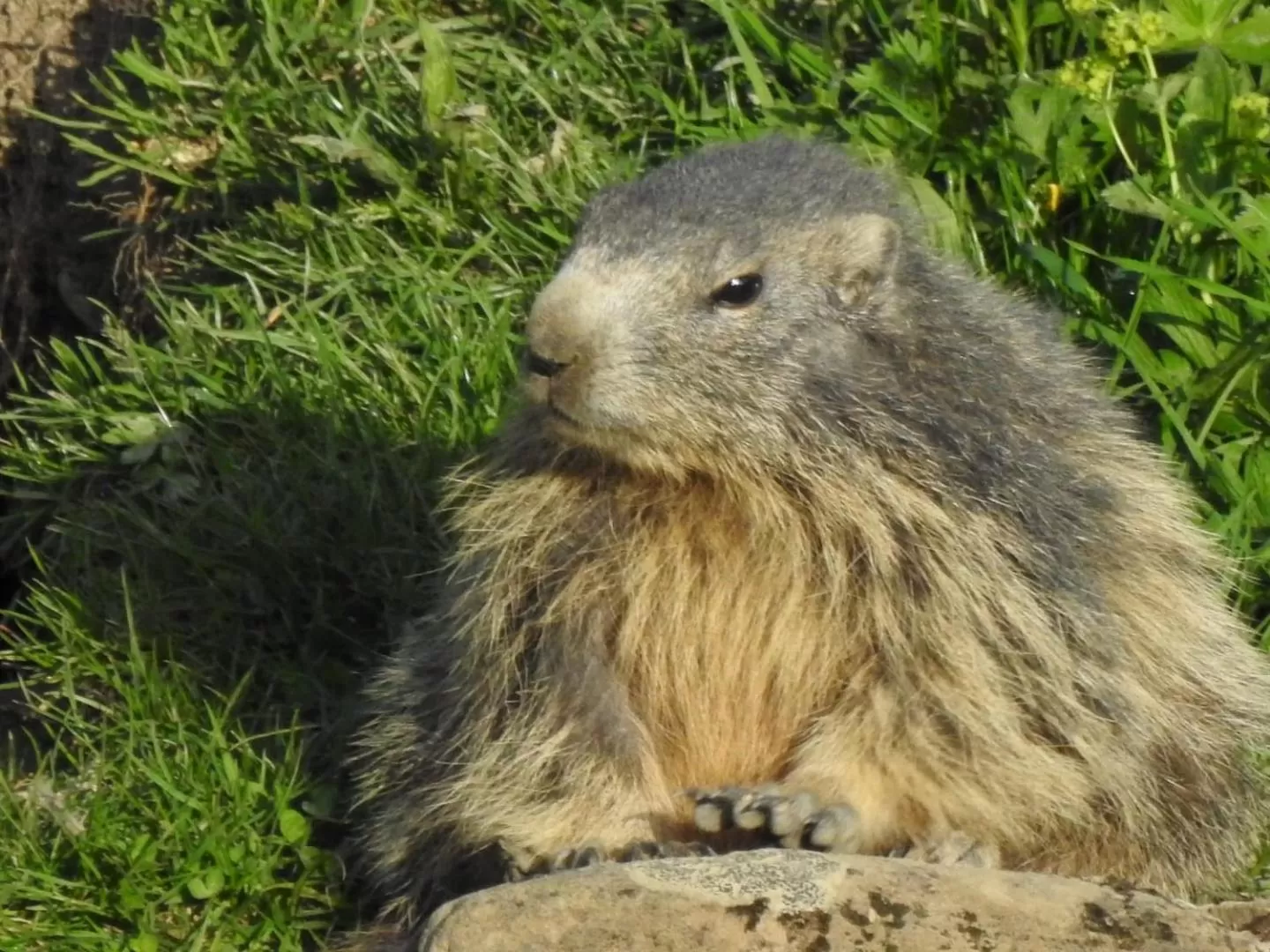 Animals in dolceMente