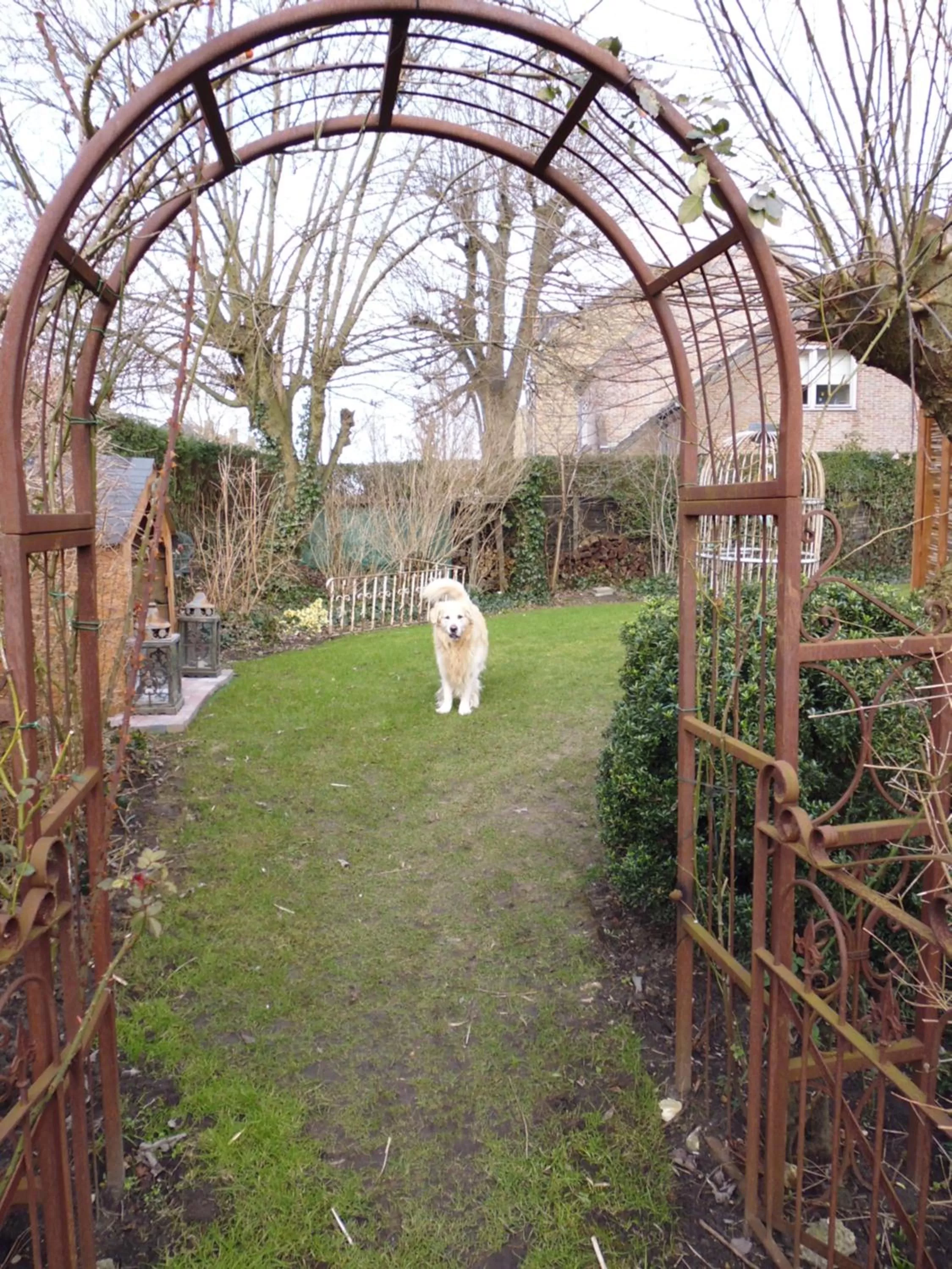 Garden, Other Animals in B&B De Vijf Zuilen