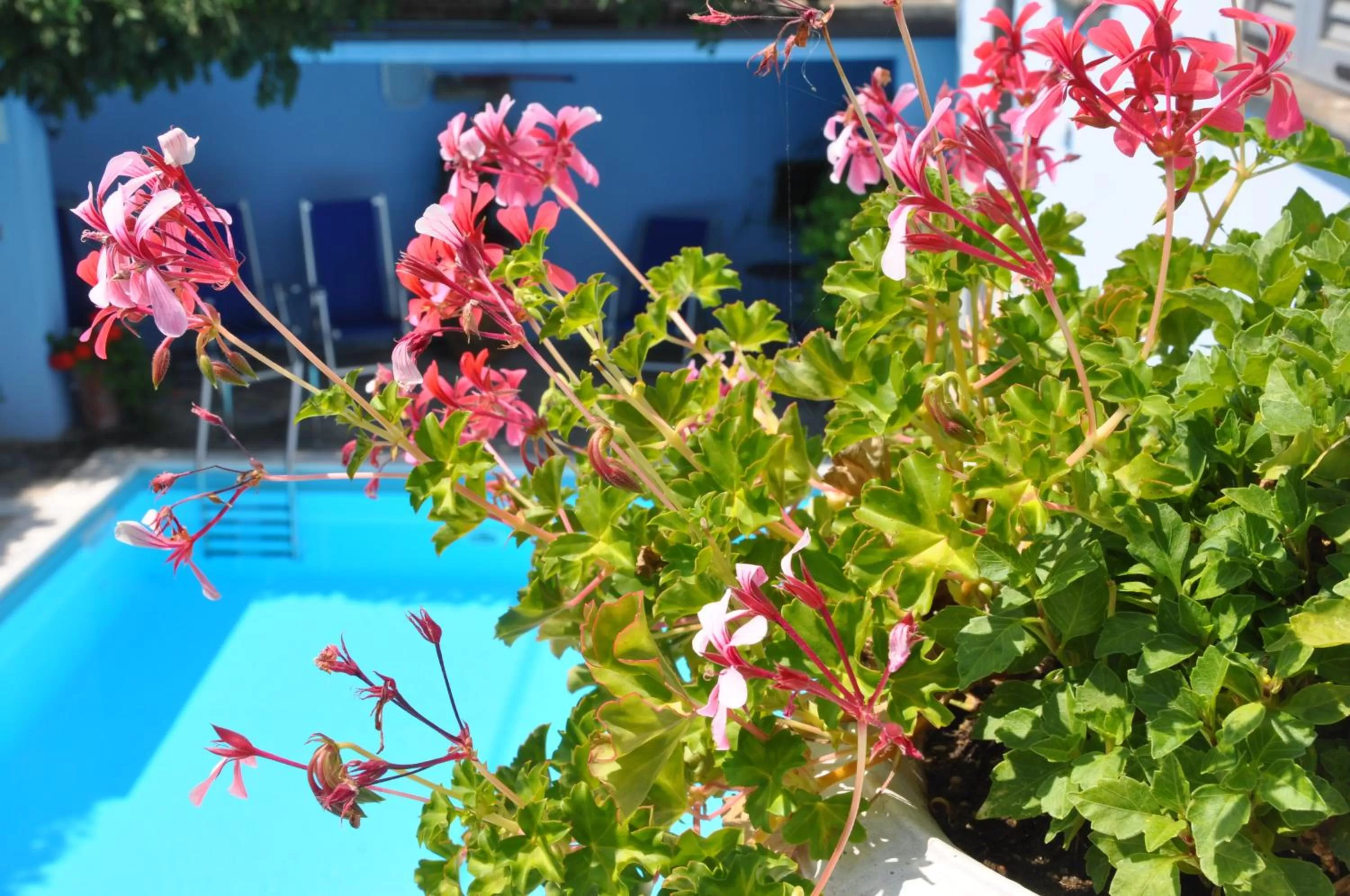 Pool view in Villa Annamaria B&B