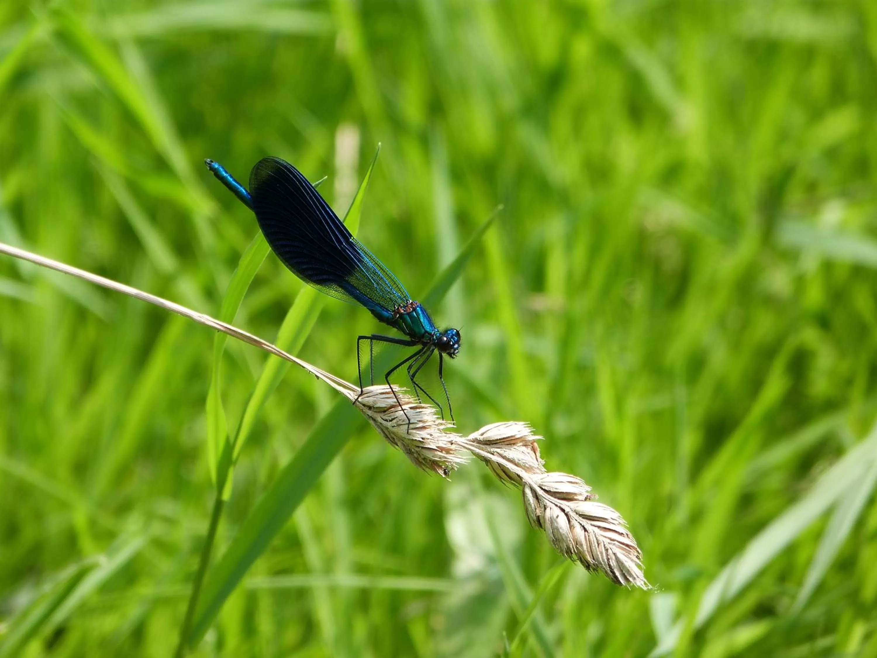 Garden in Les Rêves de Flamboin