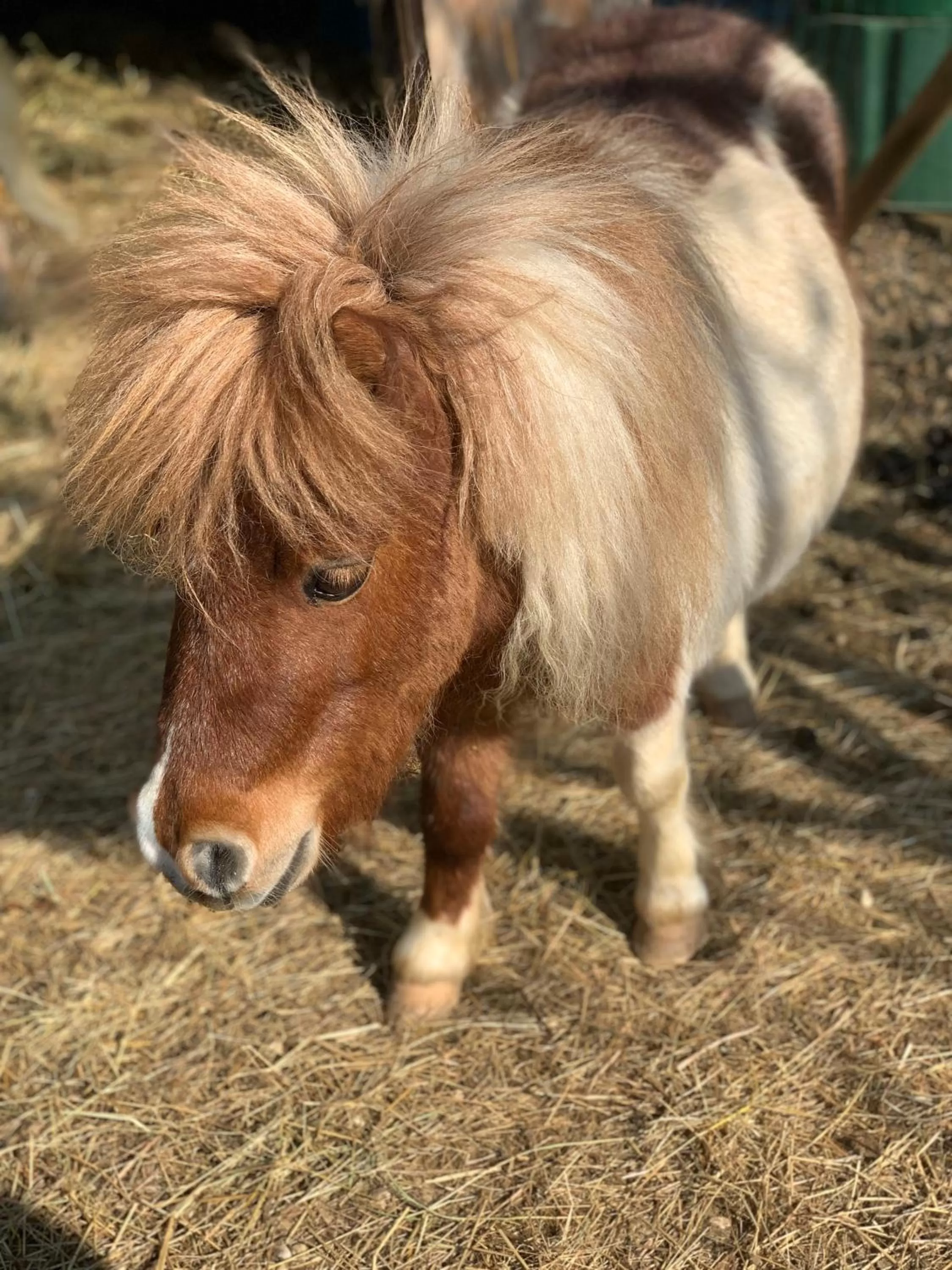 L’allée des peupliers