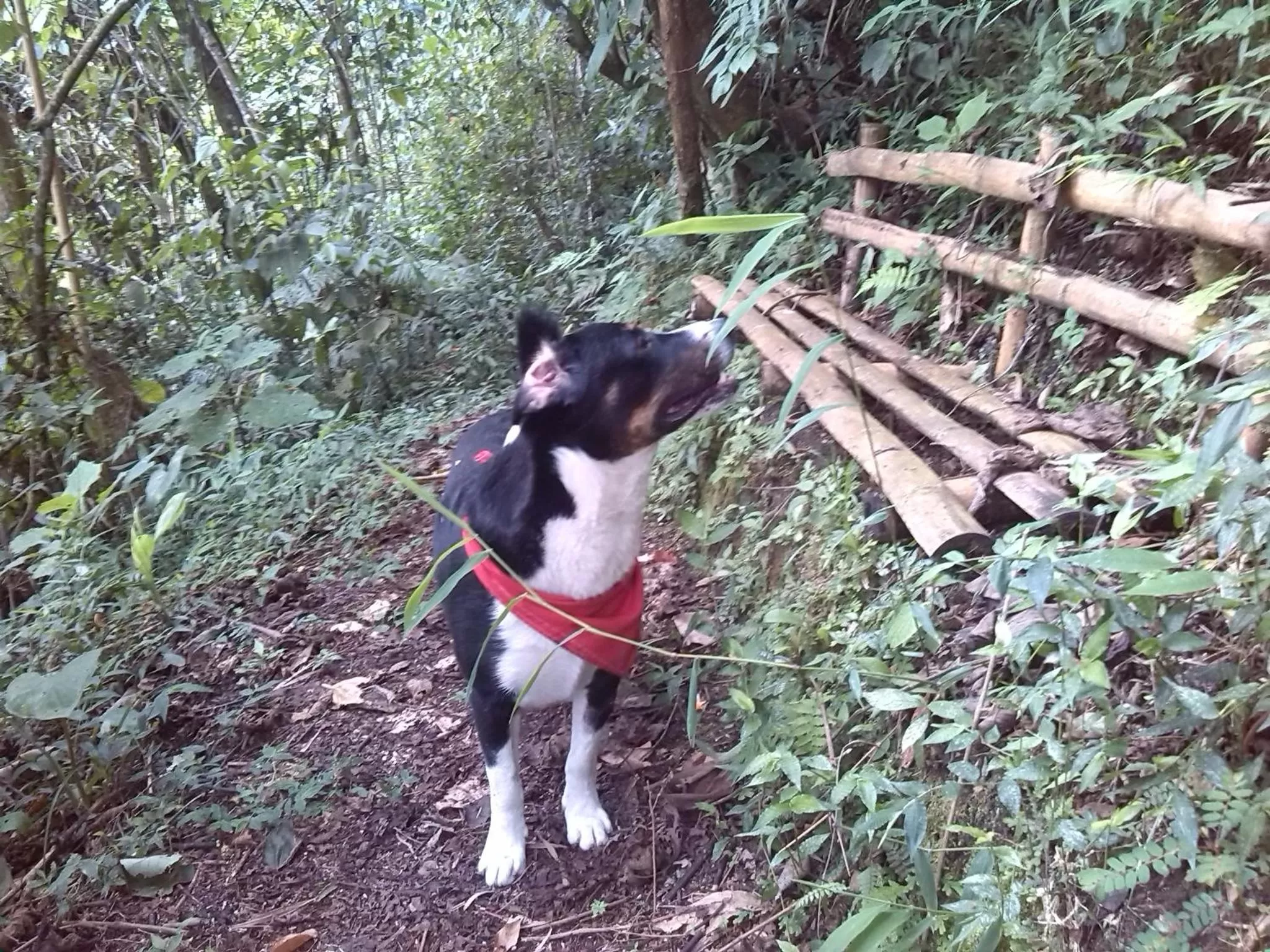 Pets, Horseback Riding in Eco Lodge La Juanita