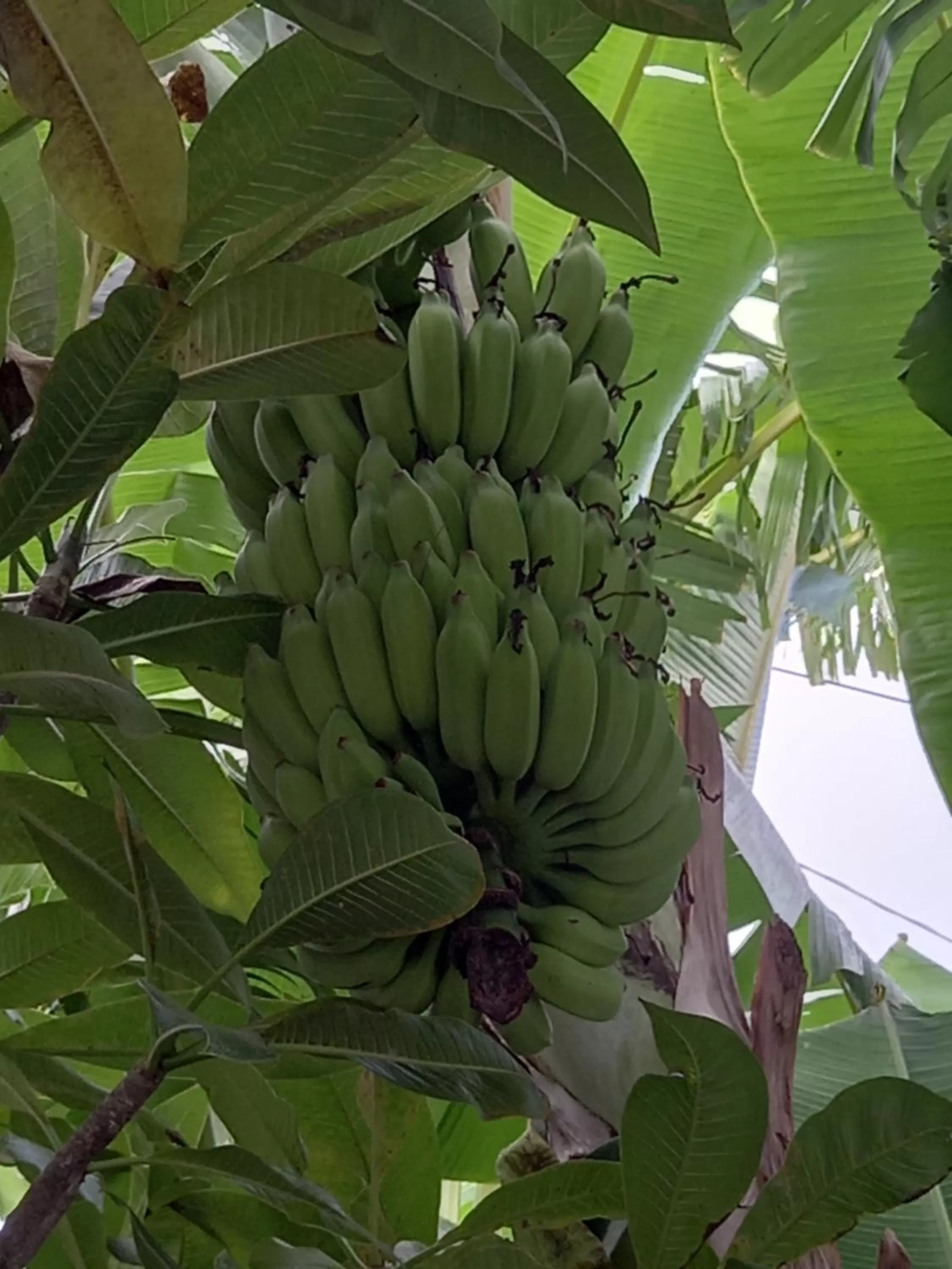 Natural landscape in Villa Belza et SPA