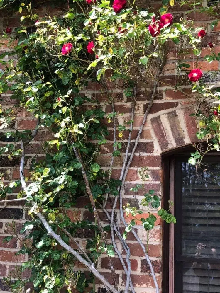 Garden view in Olde Horsham Motor Inn Garden view in Olde Horsham Motor Inn