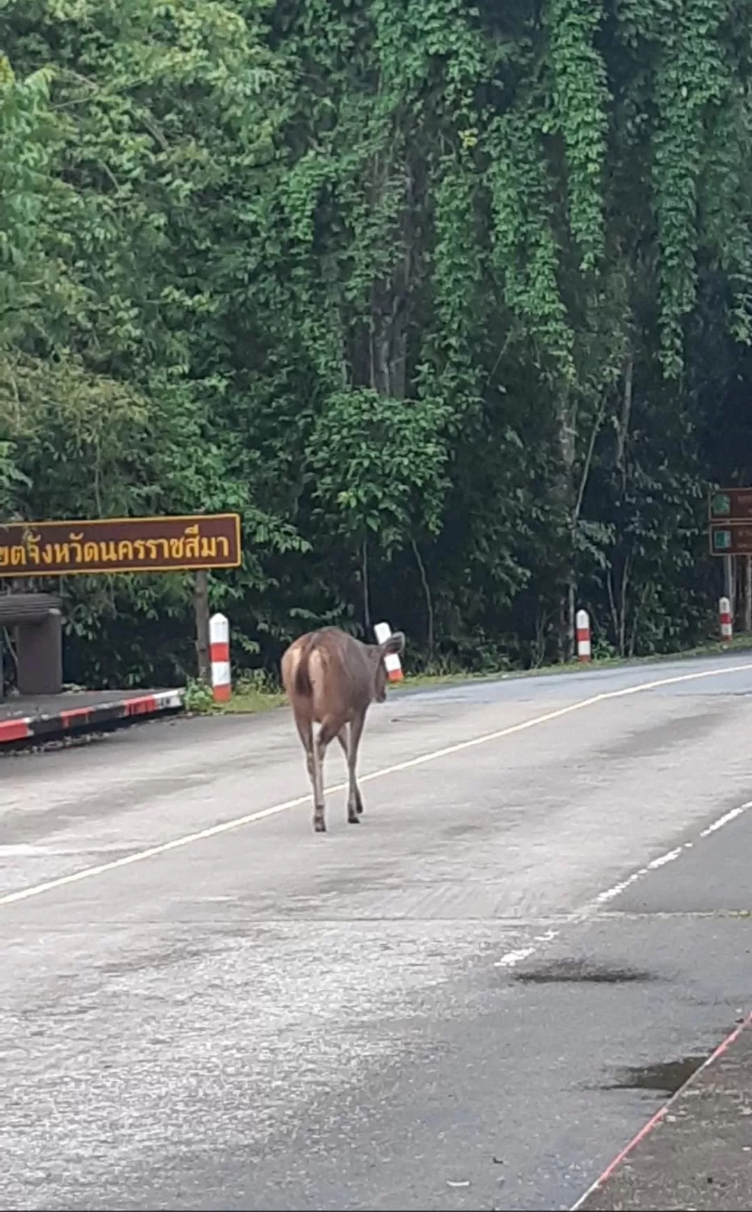 Pakchong hostel & wildlife tour