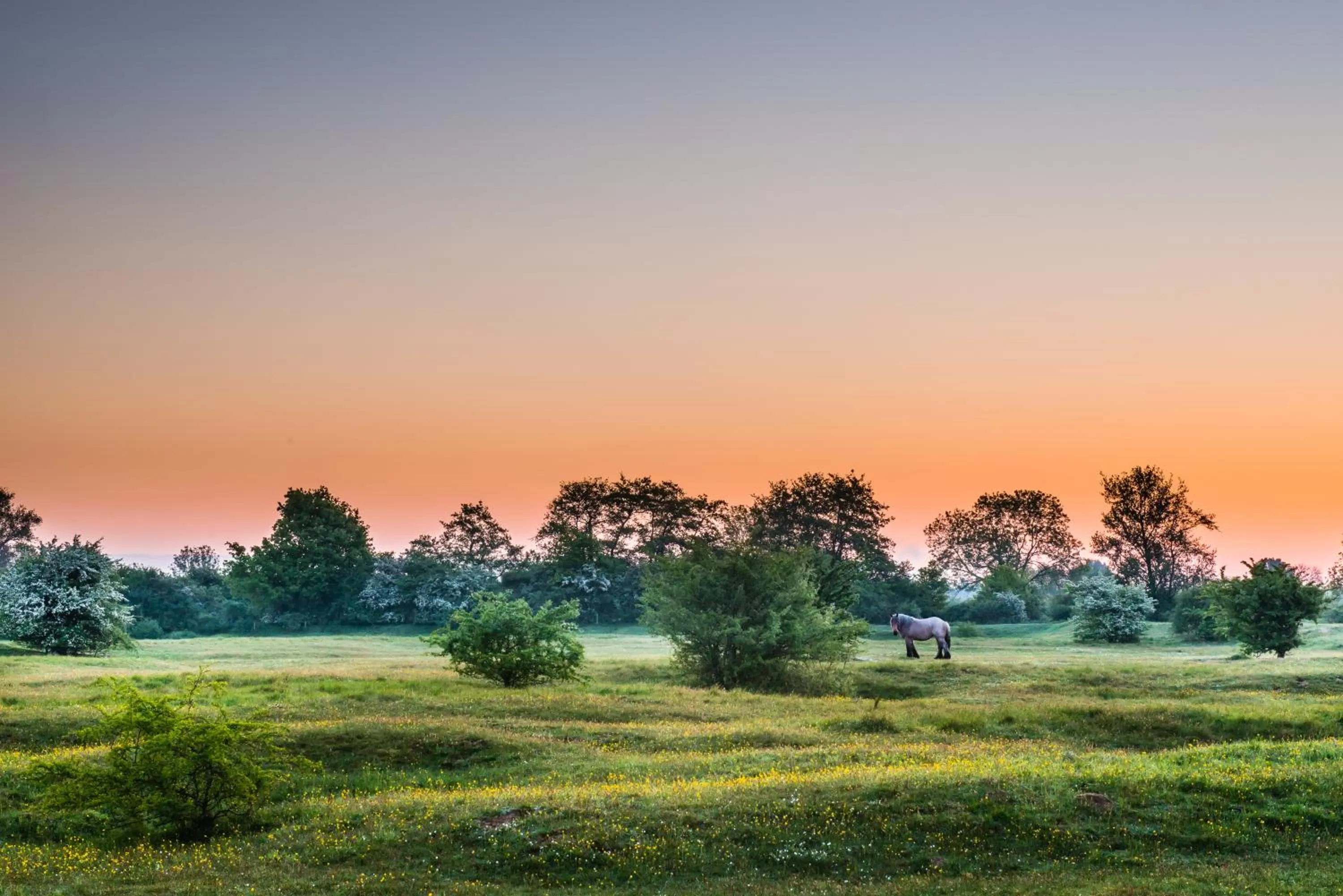 Natural landscape in Van der Valk Cuijk - Nijmegen