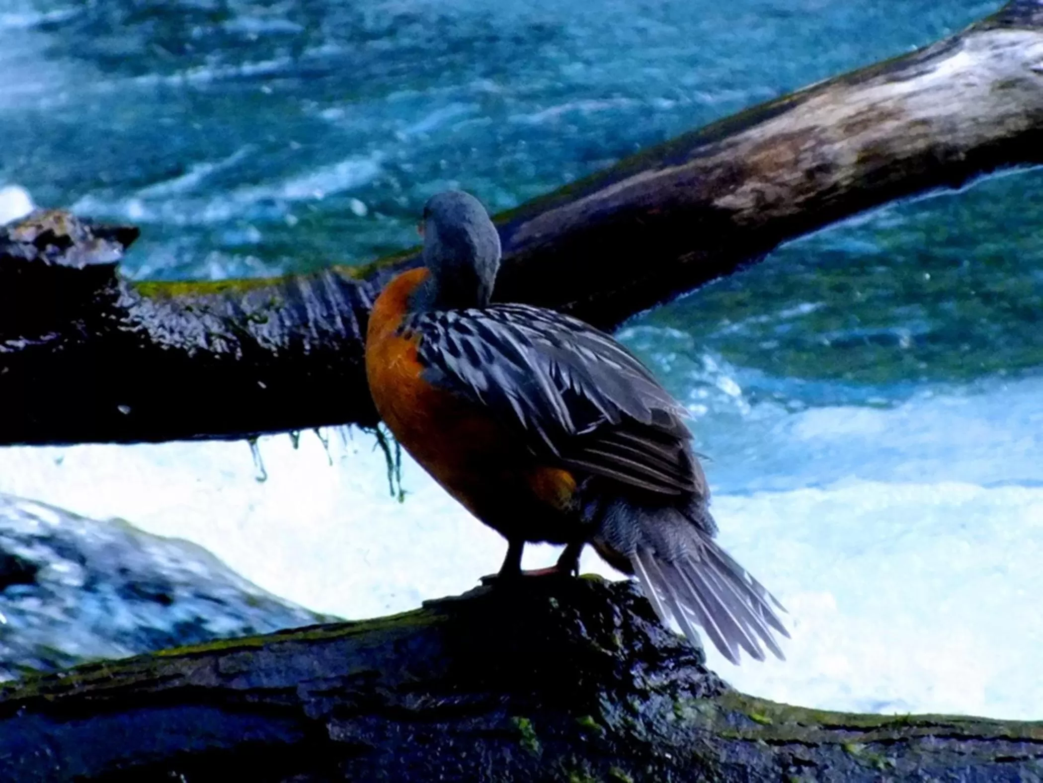 Animals, Other Animals in Hotel Salto del Carileufu