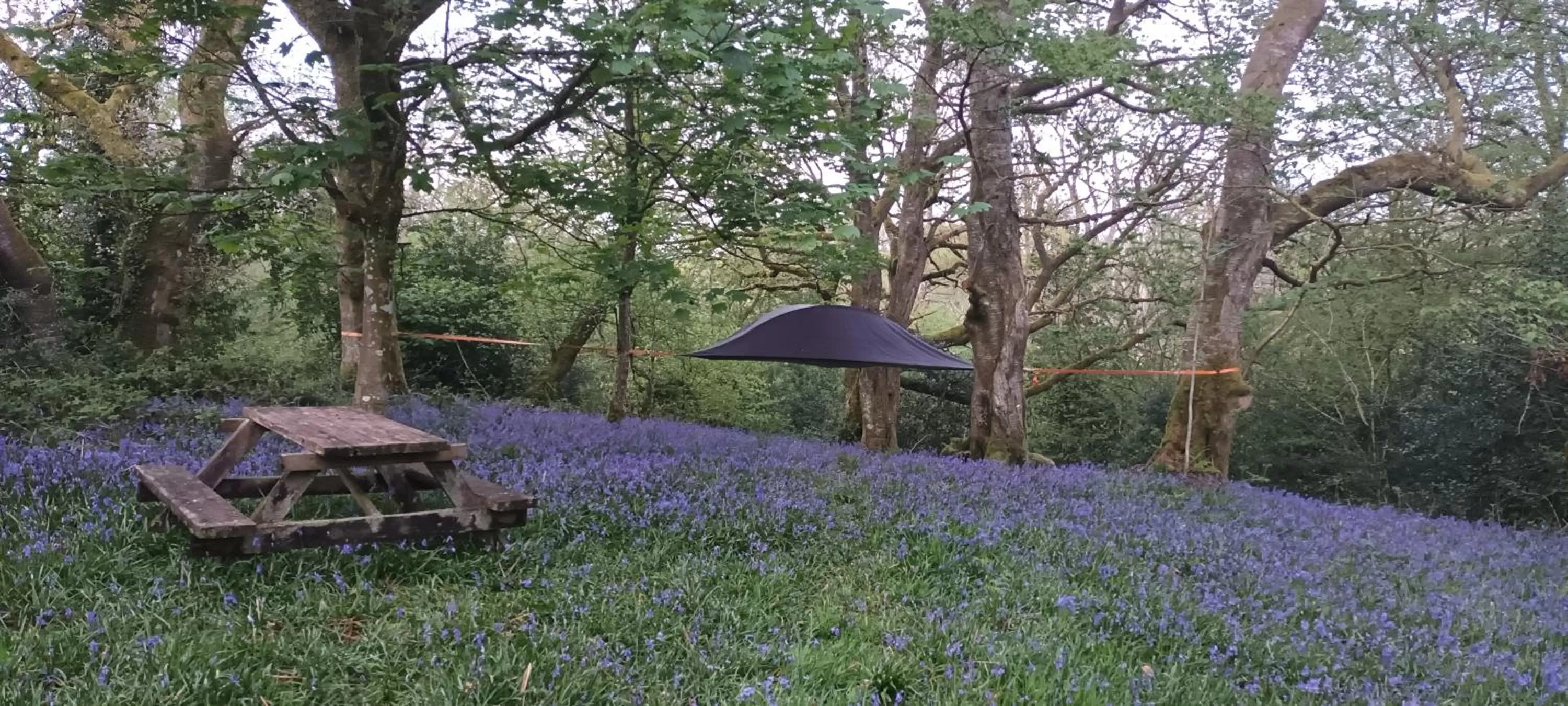 Spring in Henllys Estate B and B