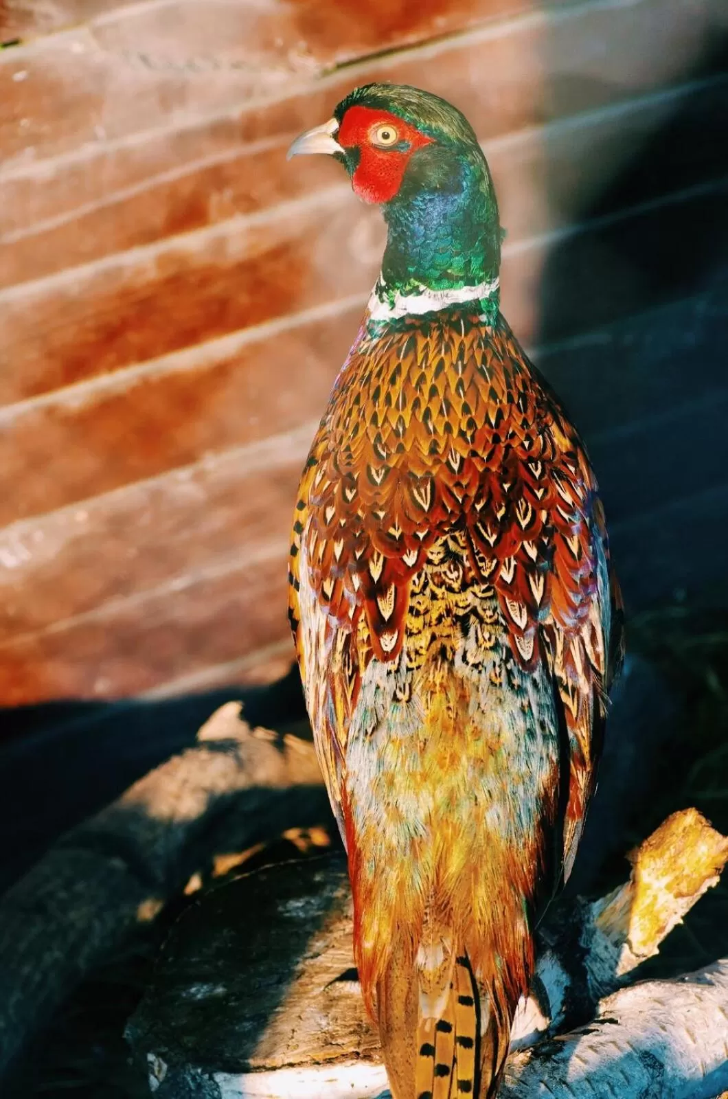 Hotel and Entertaiment Complex Vlada