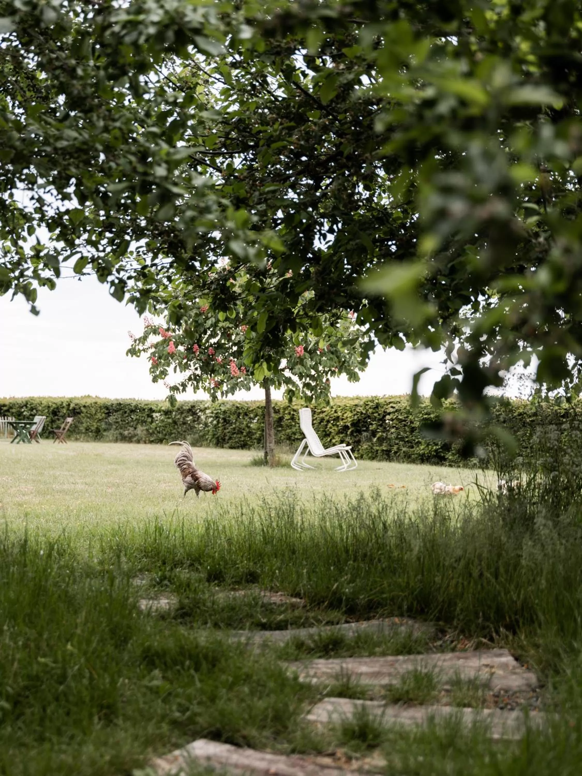 Garden, Other Animals in Sköllengården