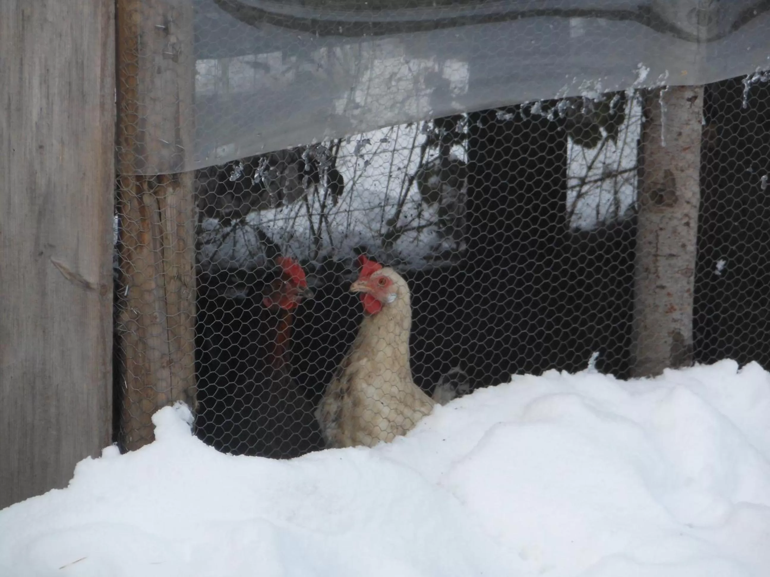 Other Animals in L'Atelier de Gisèle