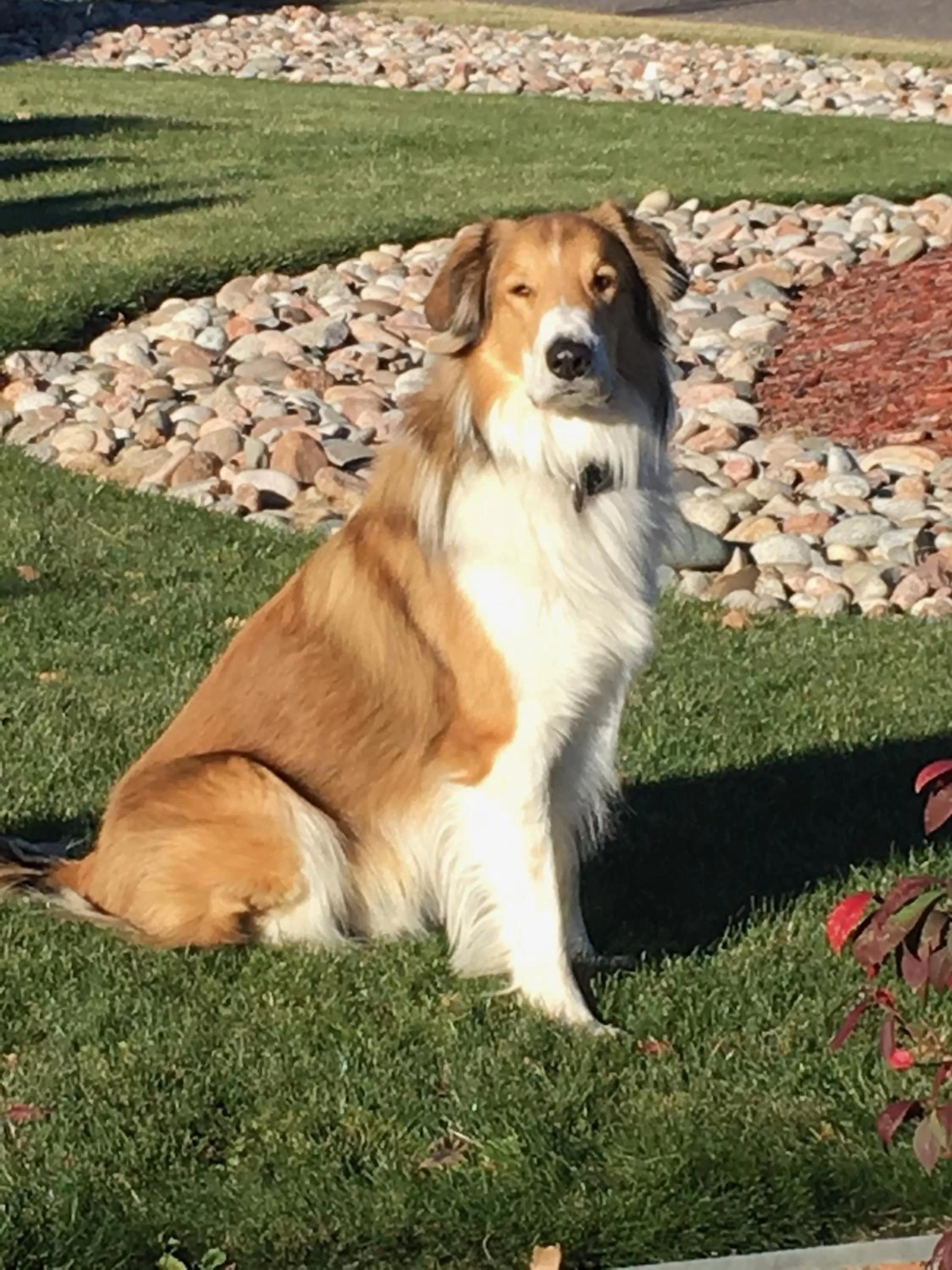 Pets in The Abriendo Inn