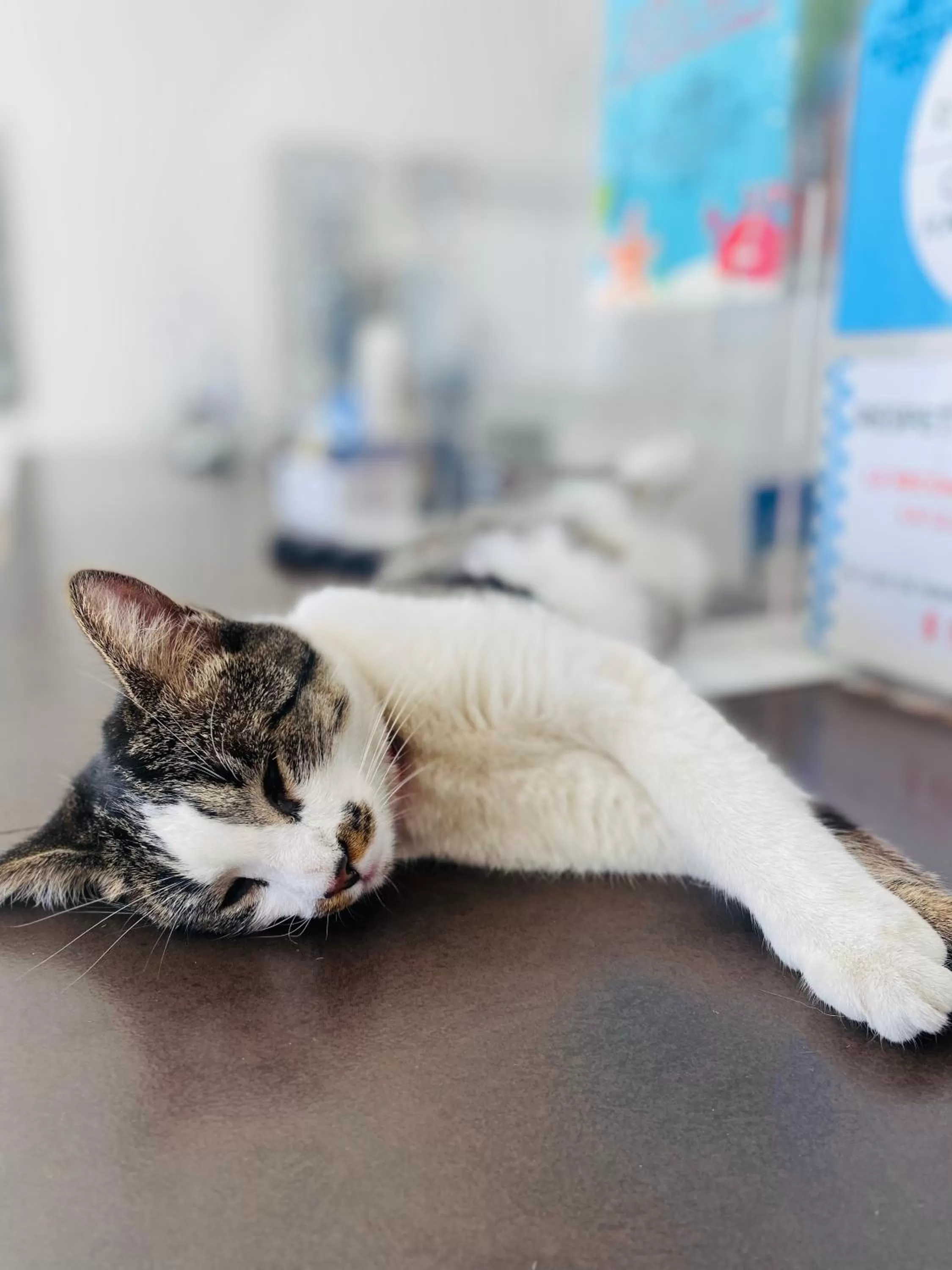 Animals, Pets in Hotel Parque de los Novios Inn